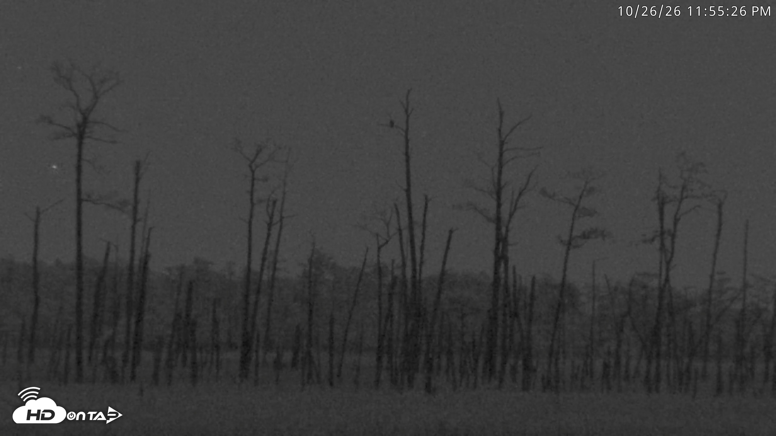 Snapshot of Blackwater Wildlife Refuge Osprey River Platform Live Cam taken Oct 26, 2026, 11:56pm EDT