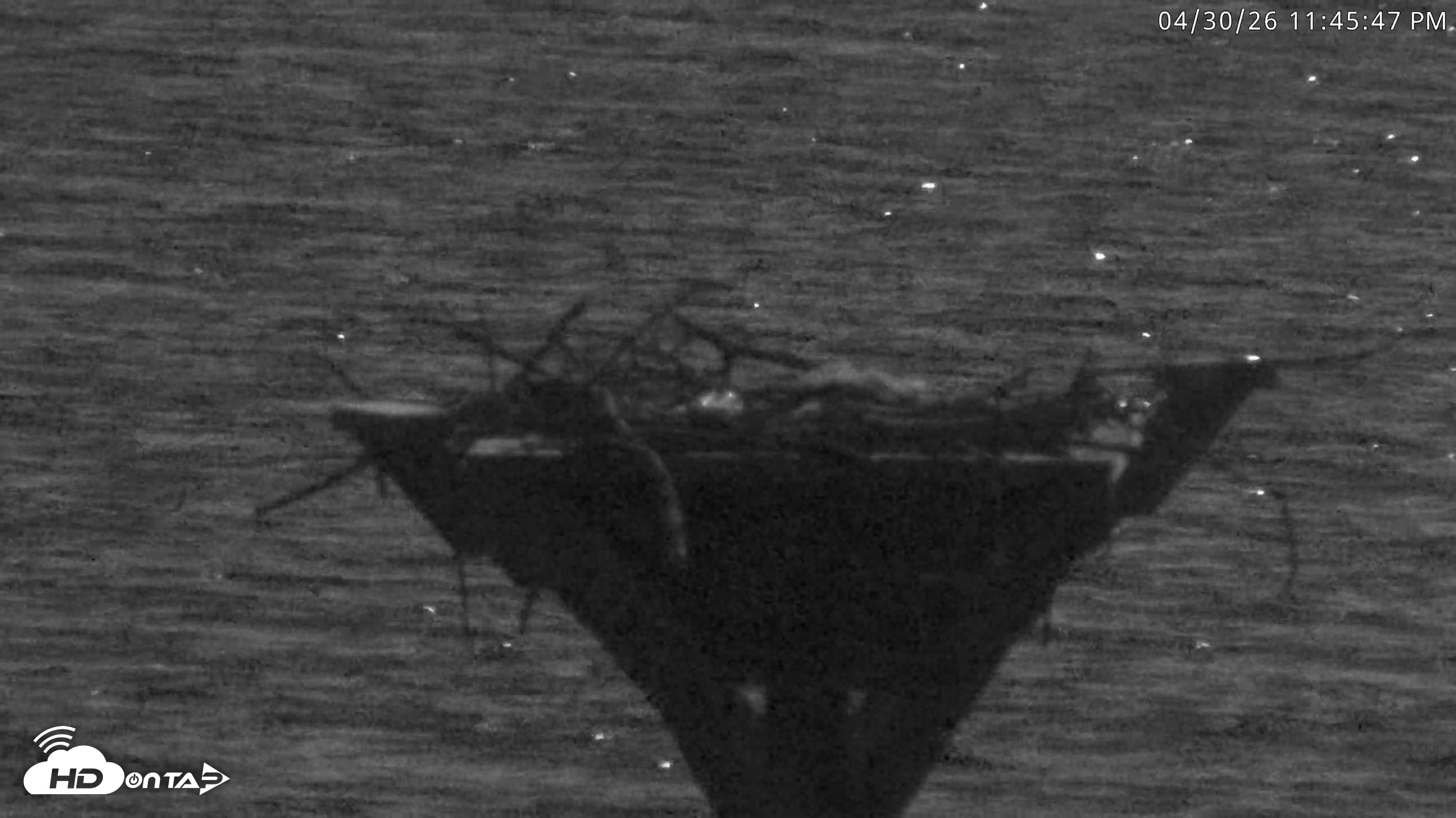 Snapshot of Blackwater Wildlife Refuge Osprey River Platform Live Cam taken Apr 30, 2026, 11:46pm EDT