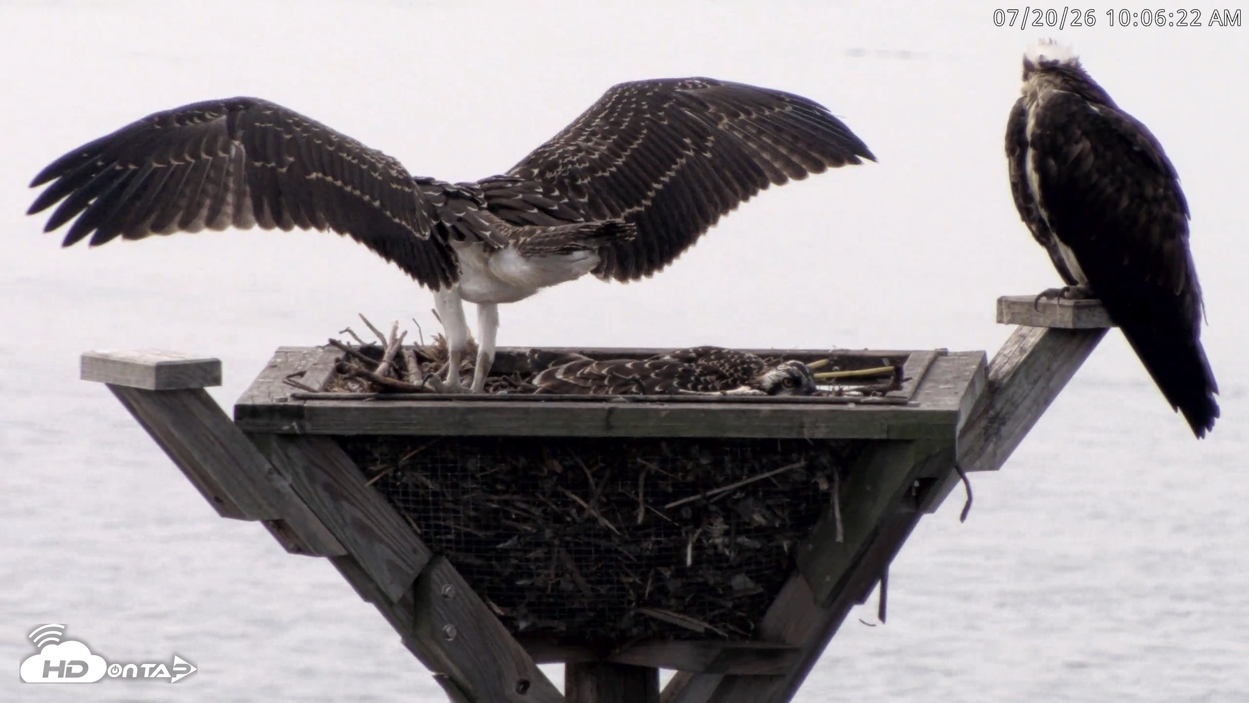 Snapshot of Blackwater Wildlife Refuge Osprey River Platform Live Cam taken Jul 20, 2026, 10:07am EDT