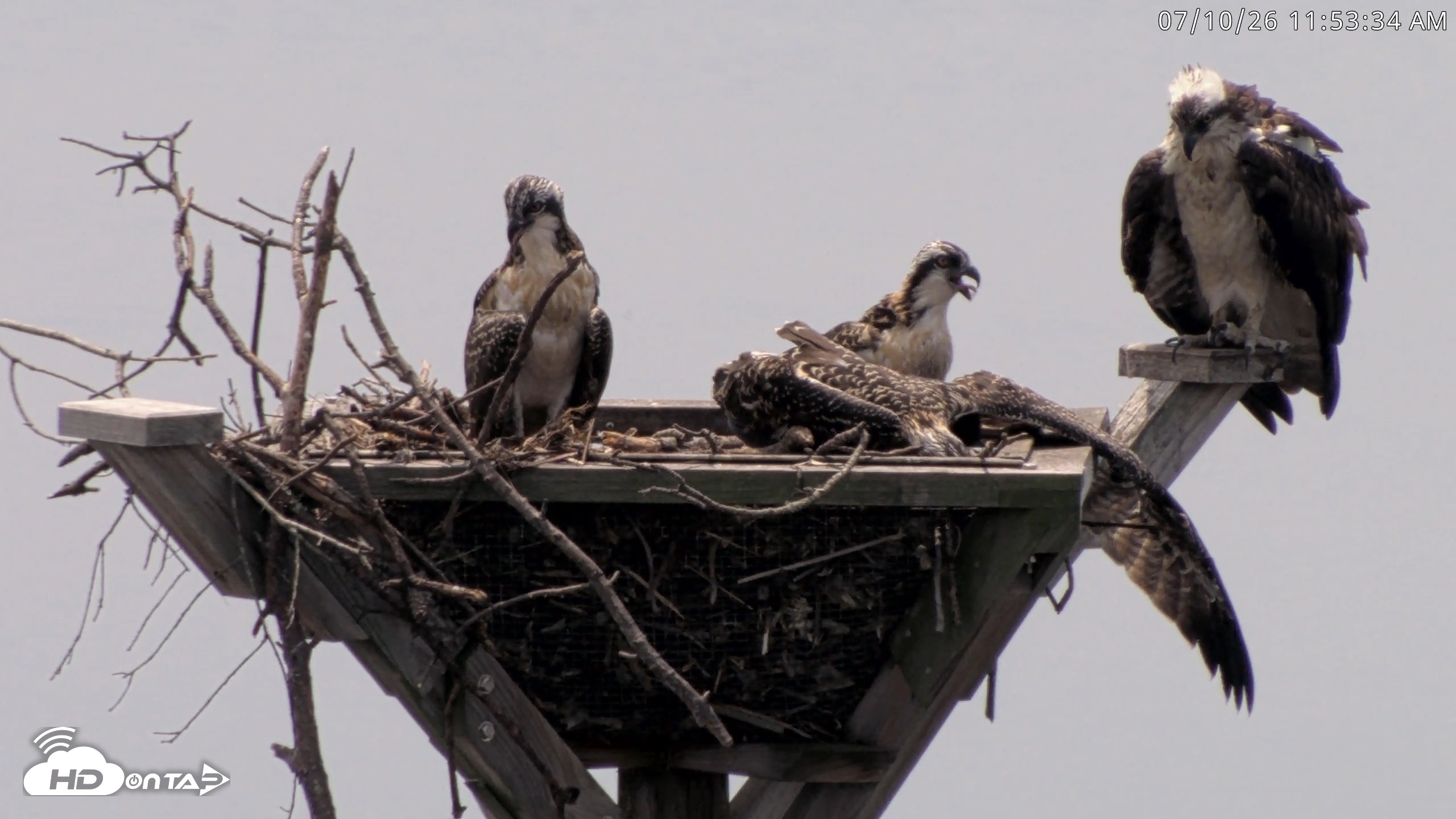 Snapshot of Blackwater Wildlife Refuge Osprey River Platform Live Cam taken Jul 10, 2026, 11:54am EDT
