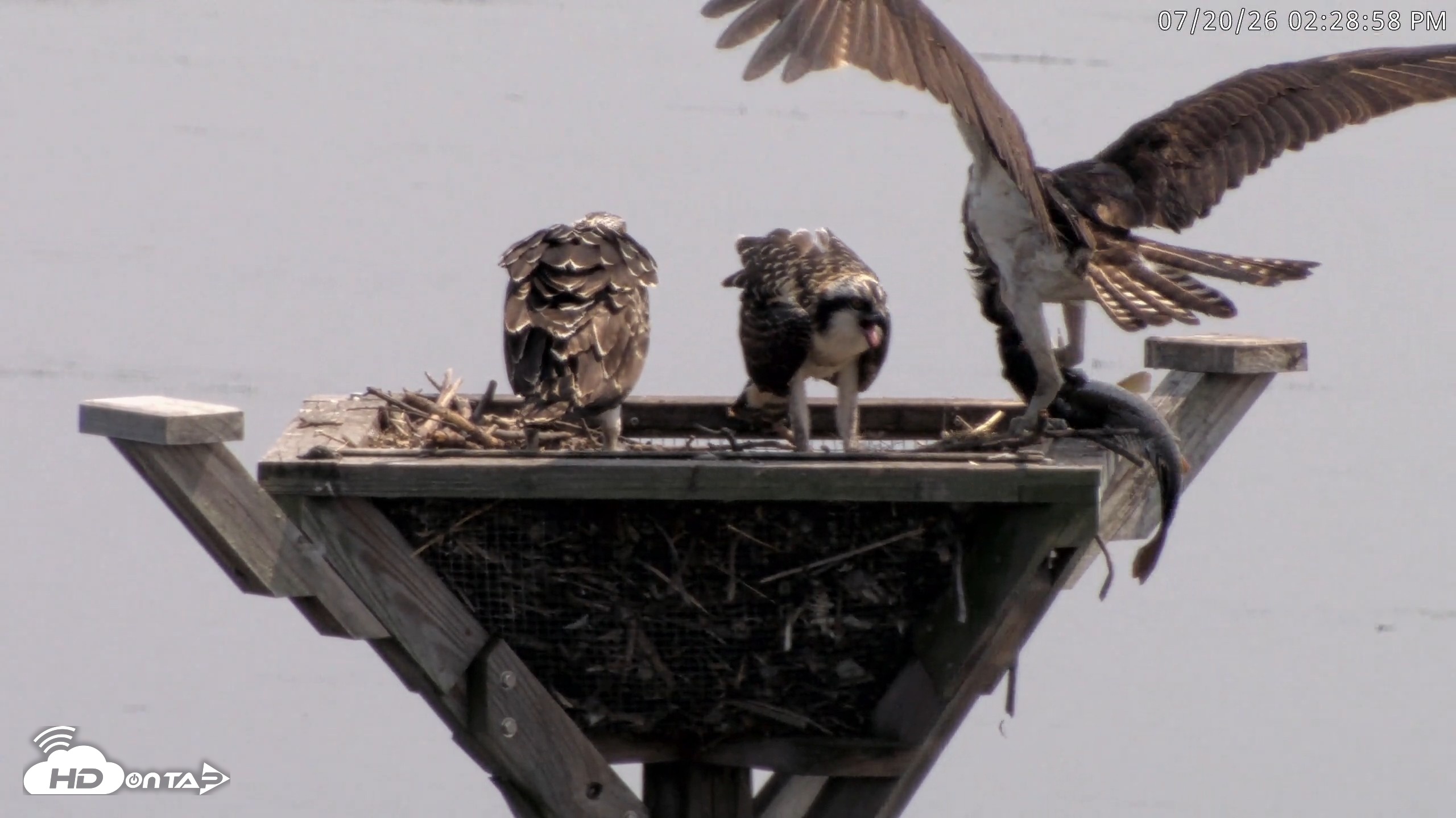 Snapshot of Blackwater Wildlife Refuge Osprey River Platform Live Cam taken Jul 20, 2026, 2:29pm EDT