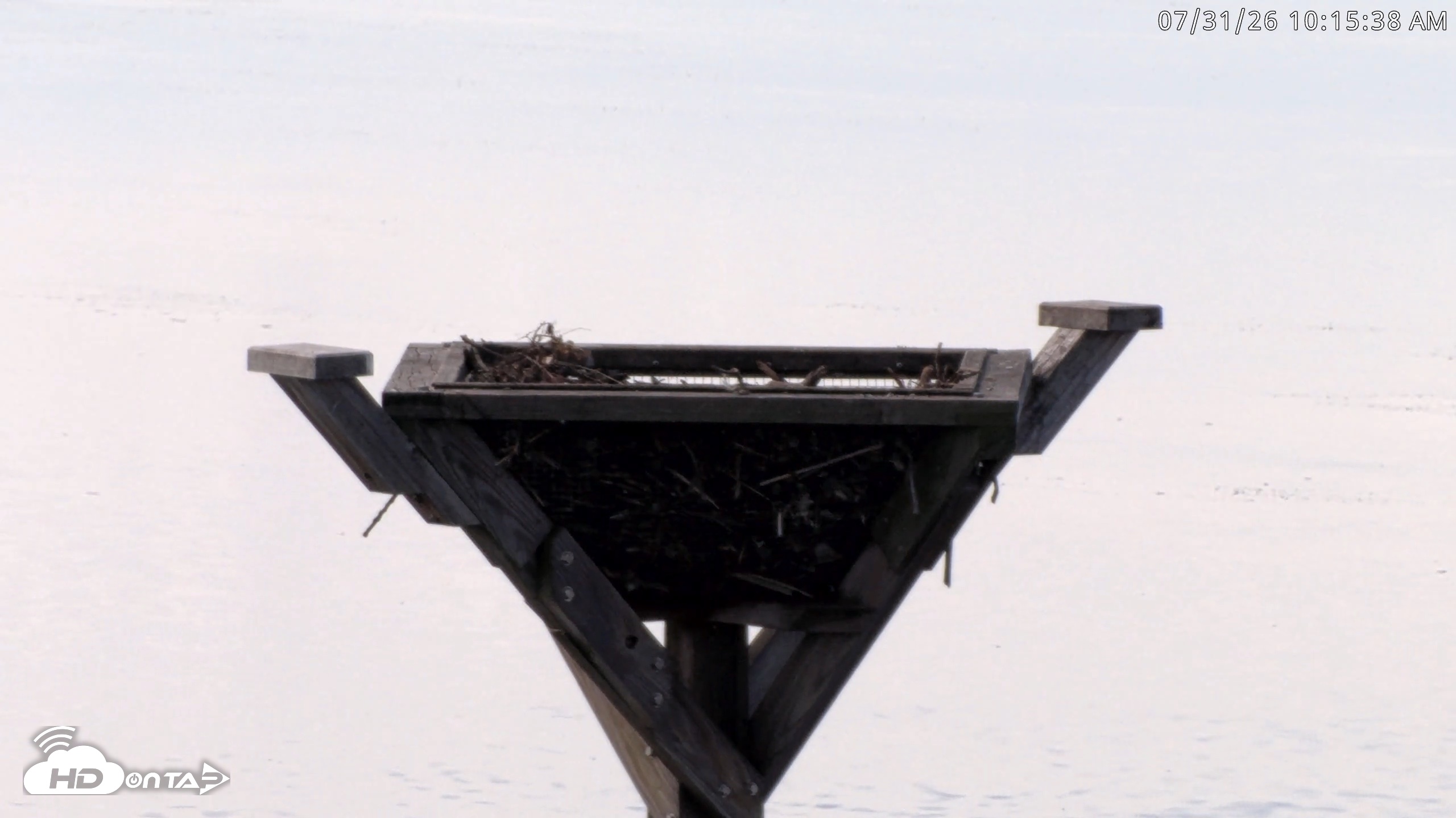 Snapshot of Blackwater Wildlife Refuge Osprey River Platform Live Cam taken Jul 31, 2026, 10:16am EDT