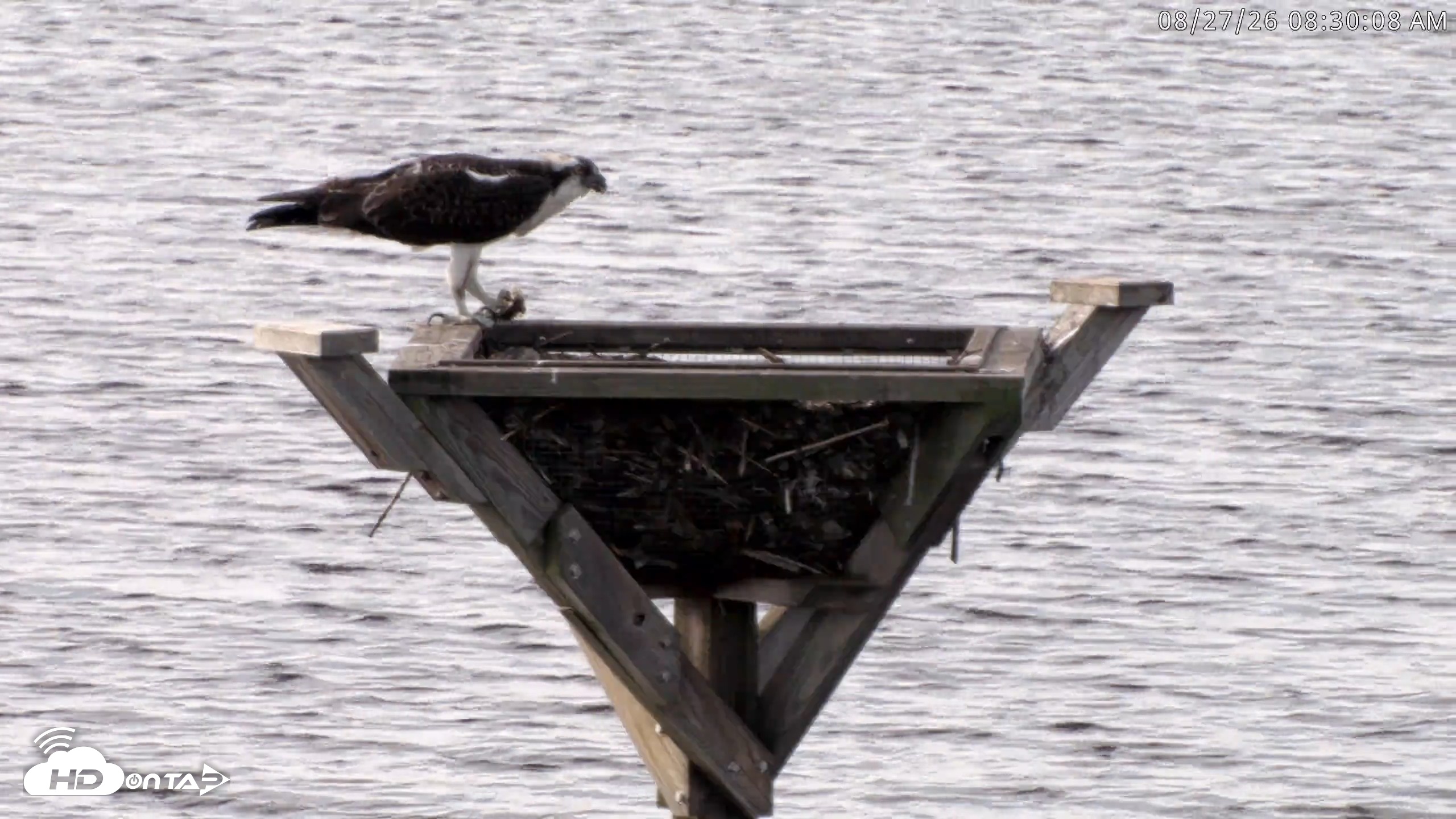 Snapshot of Blackwater Wildlife Refuge Osprey River Platform Live Cam taken Aug 27, 2026, 8:31am EDT