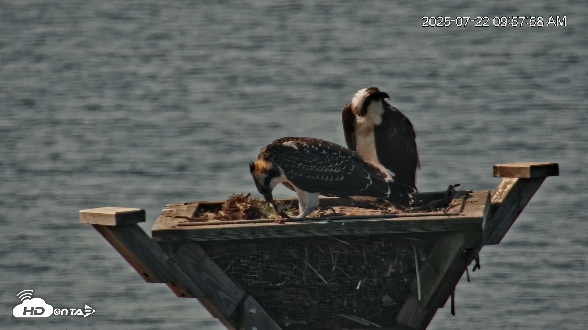 Snapshot of Blackwater Wildlife Refuge Osprey River Platform Live Cam taken Jul 22, 2025, 9:58am EDT