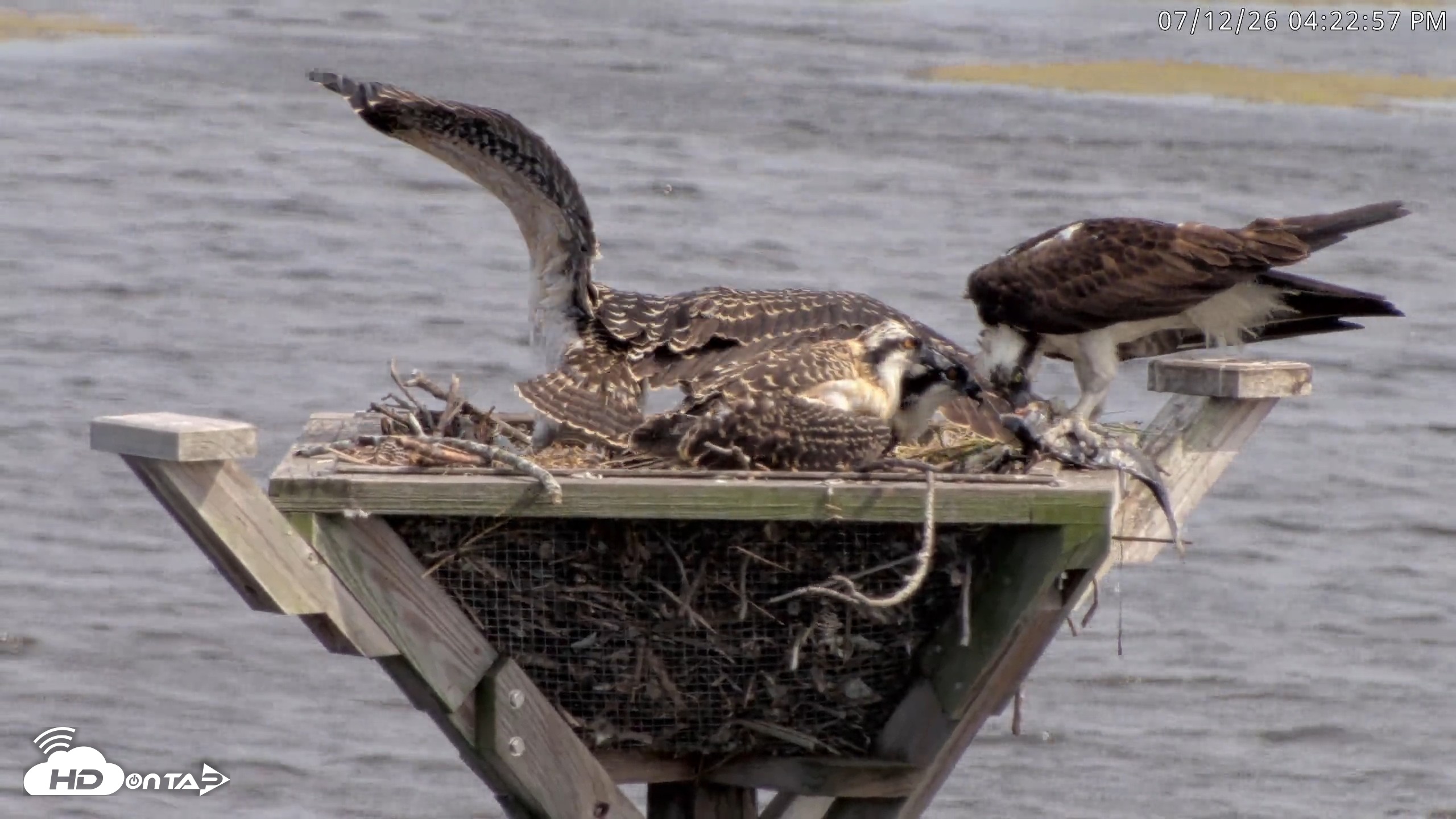 Snapshot of Blackwater Wildlife Refuge Osprey River Platform Live Cam taken Jul 12, 2026, 4:23pm EDT