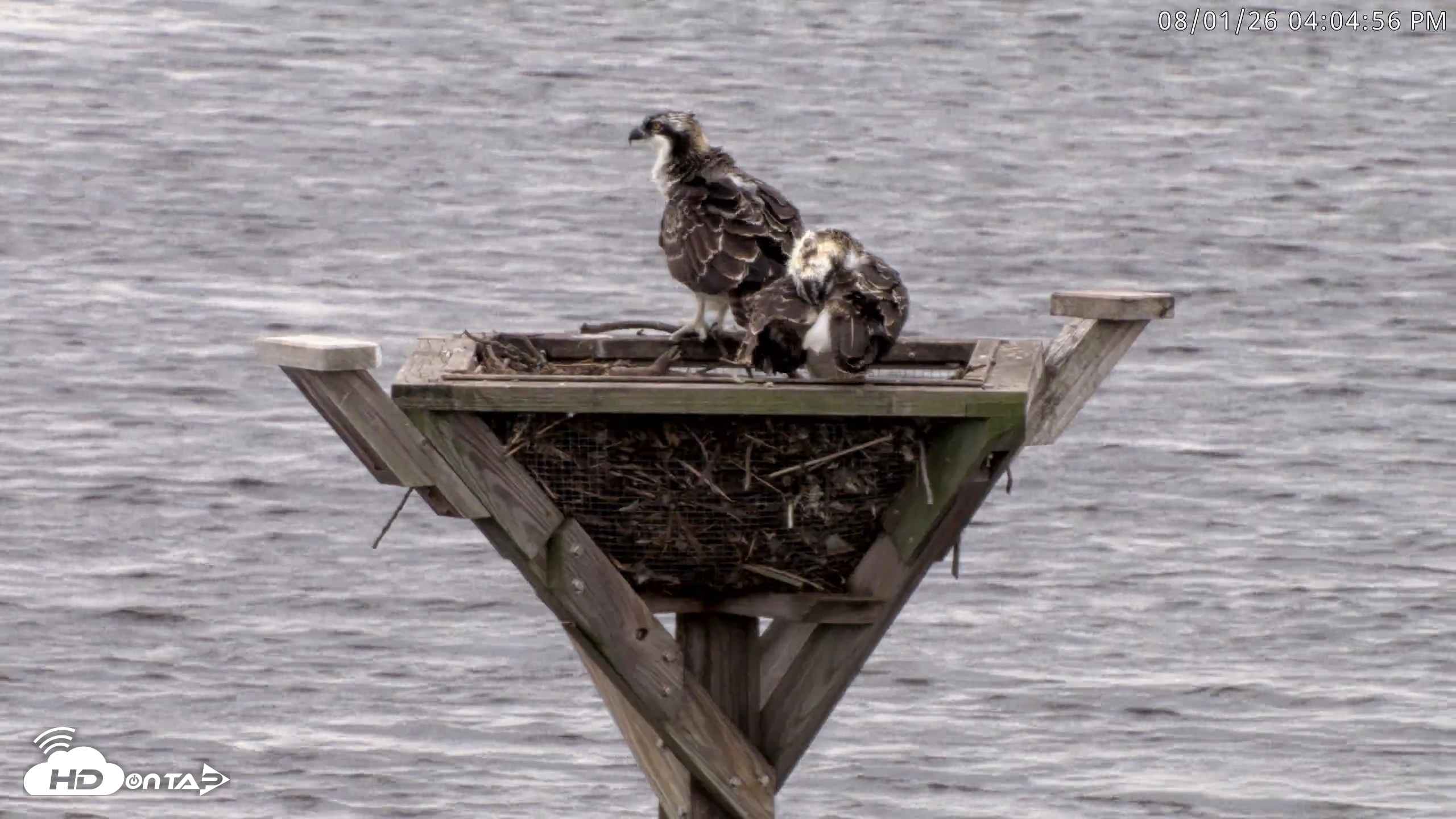 Snapshot of Blackwater Wildlife Refuge Osprey River Platform Live Cam taken Aug 1, 2026, 4:05pm EDT