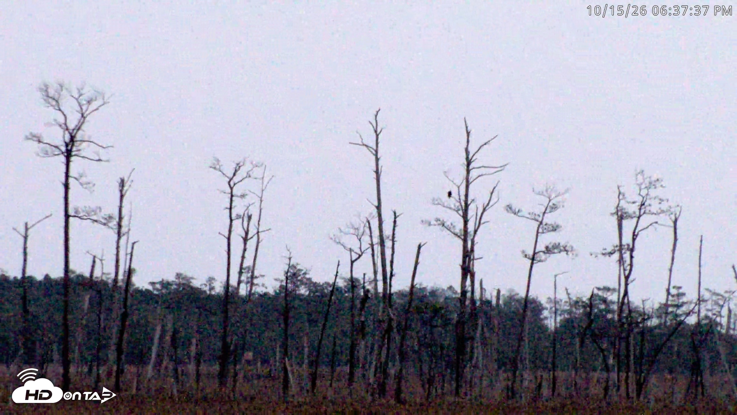 Snapshot of Blackwater Wildlife Refuge Osprey River Platform Live Cam taken Oct 15, 2026, 6:38pm EDT