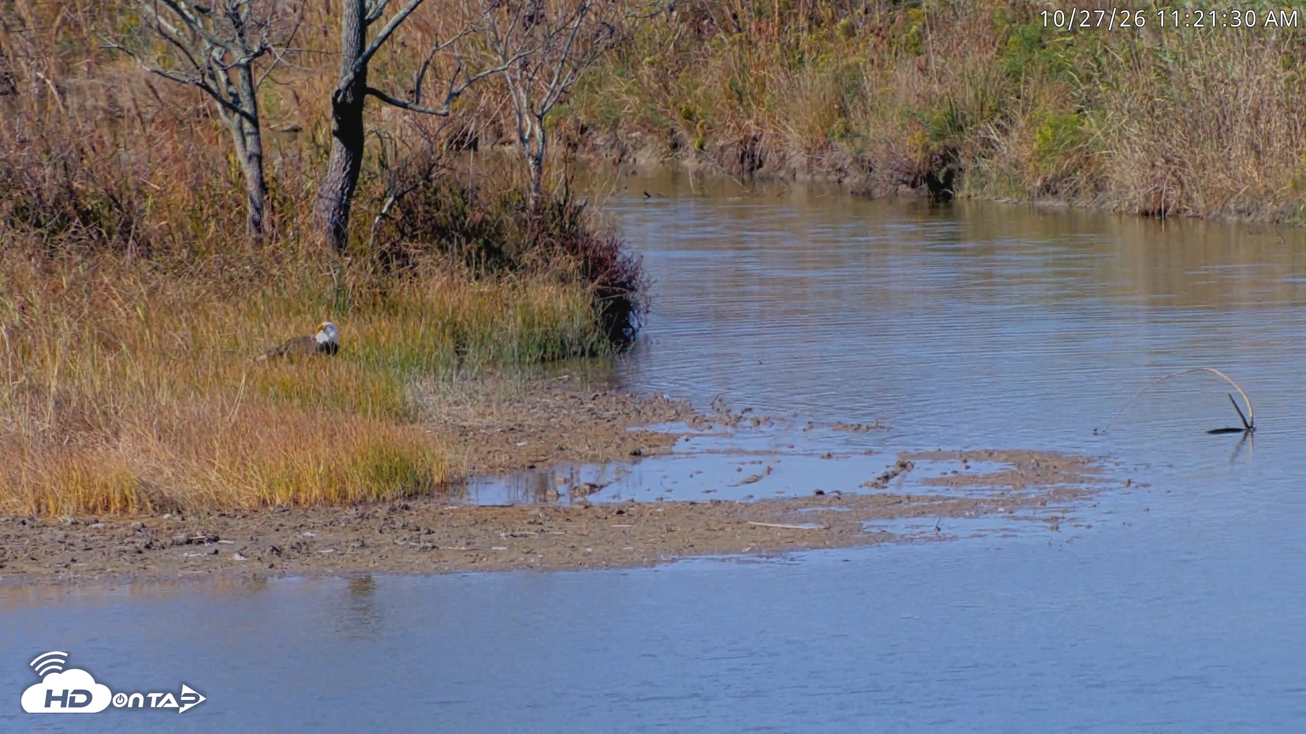 Snapshot of Blackwater Wildlife Refuge Osprey River Platform Live Cam taken Oct 27, 2026, 11:22am EDT
