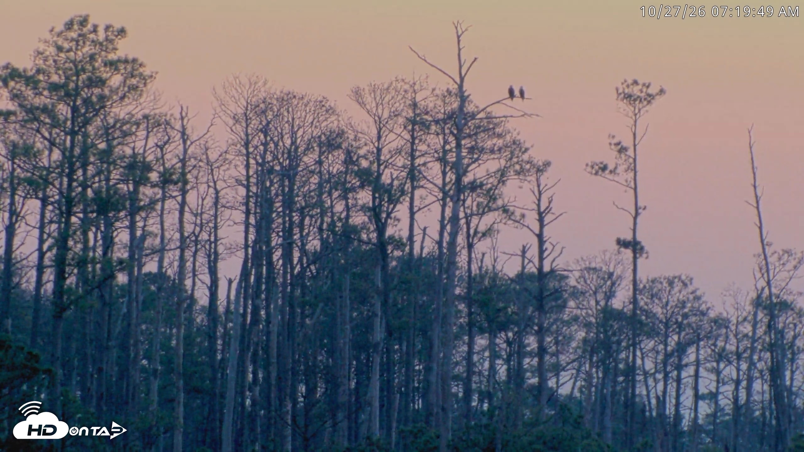 Snapshot of Blackwater Wildlife Refuge Osprey River Platform Live Cam taken Oct 27, 2026, 7:20am EDT