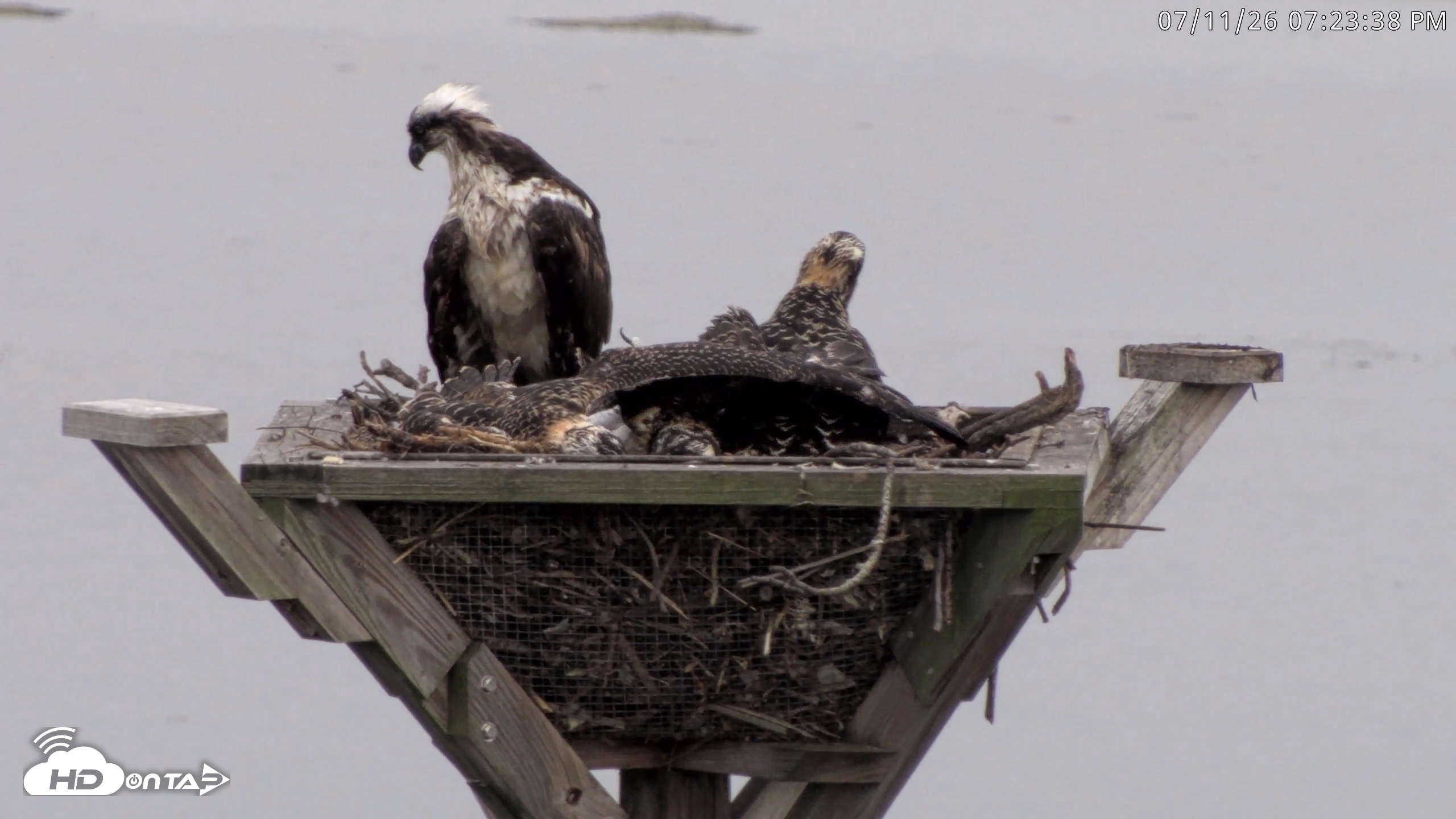 Snapshot of Blackwater Wildlife Refuge Osprey River Platform Live Cam taken Jul 11, 2026, 7:24pm EDT