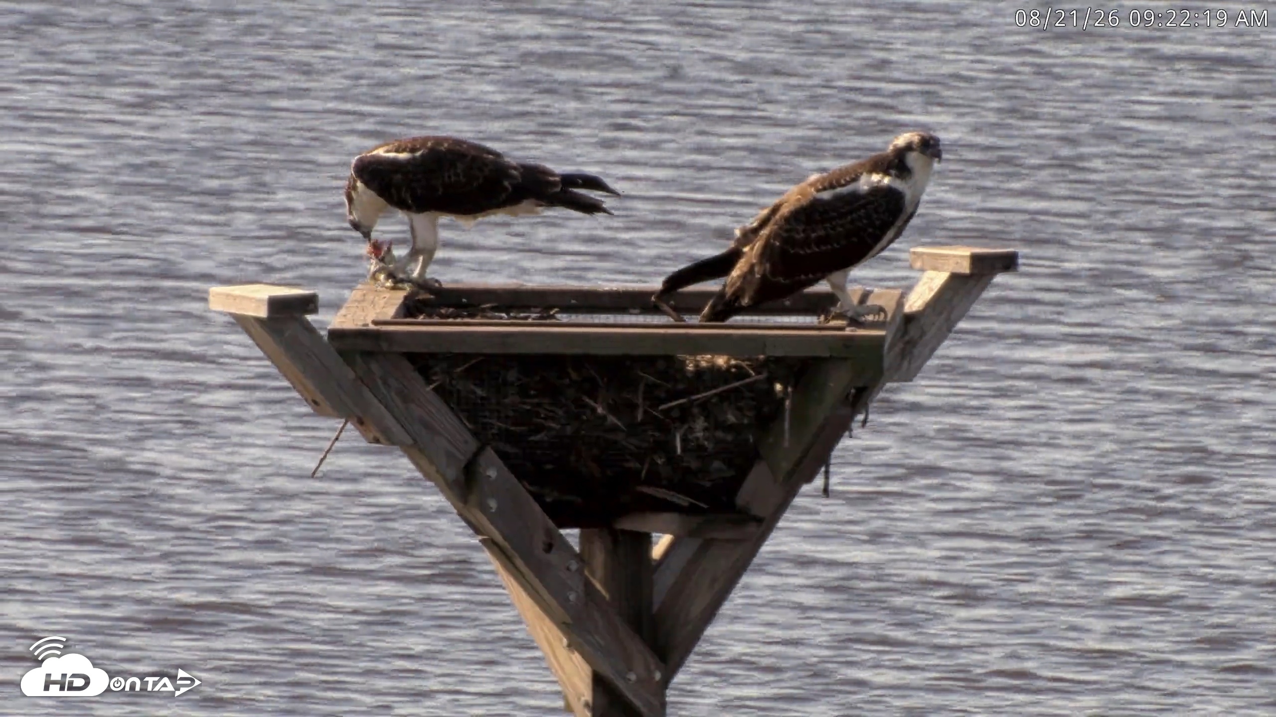 Snapshot of Blackwater Wildlife Refuge Osprey River Platform Live Cam taken Aug 21, 2026, 9:23am EDT