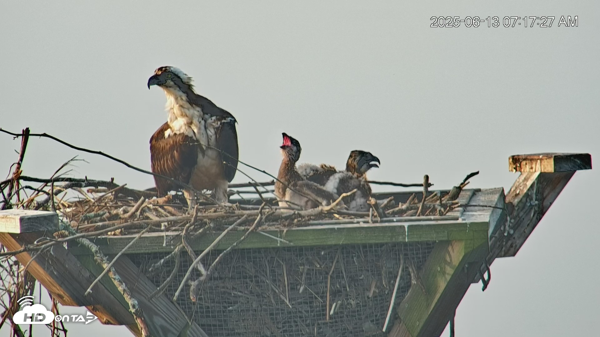Snapshot of Blackwater Wildlife Refuge Osprey River Platform Live Cam taken Jun 13, 2025, 7:18am EDT