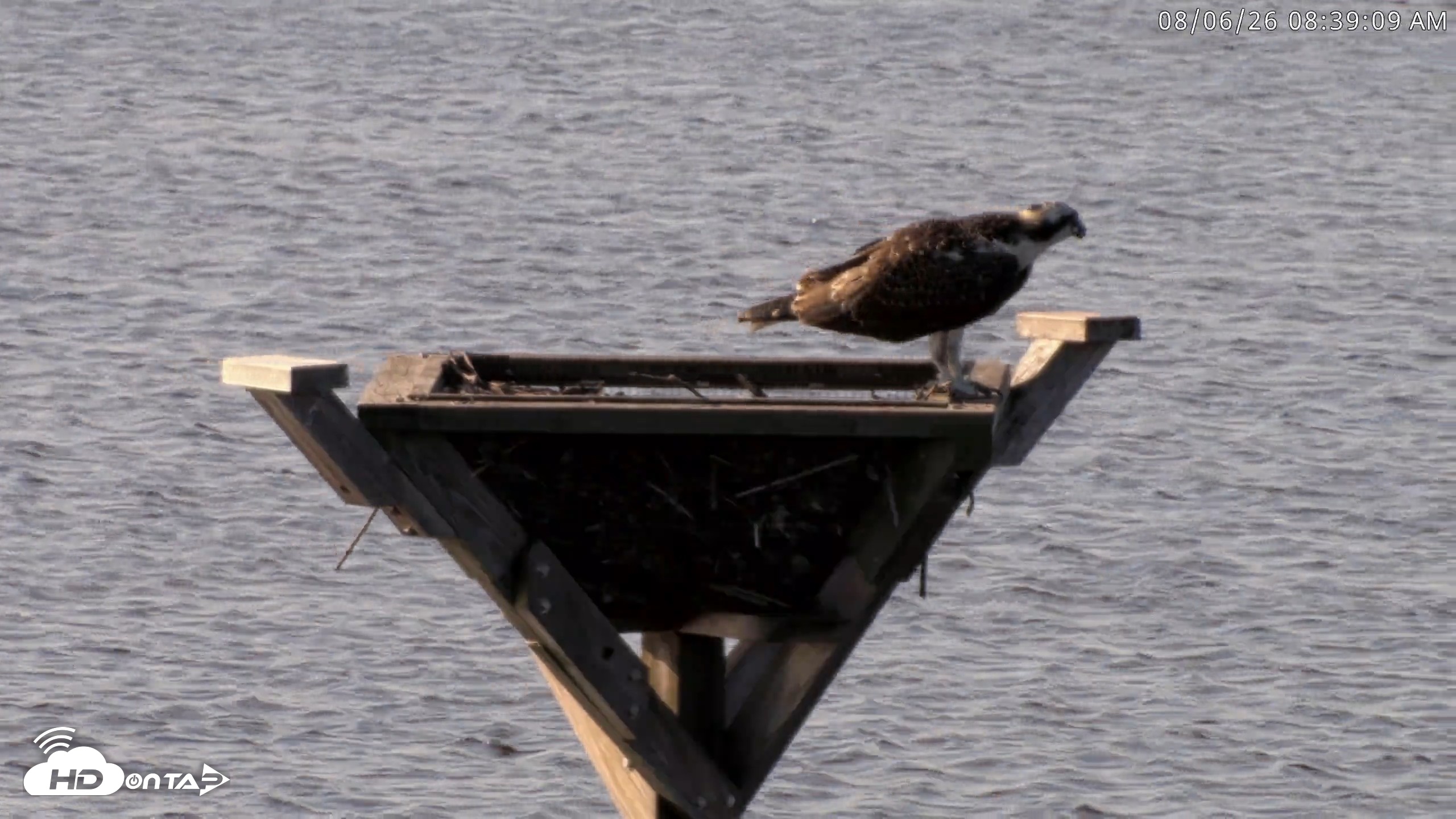 Snapshot of Blackwater Wildlife Refuge Osprey River Platform Live Cam taken Aug 6, 2026, 8:39am EDT