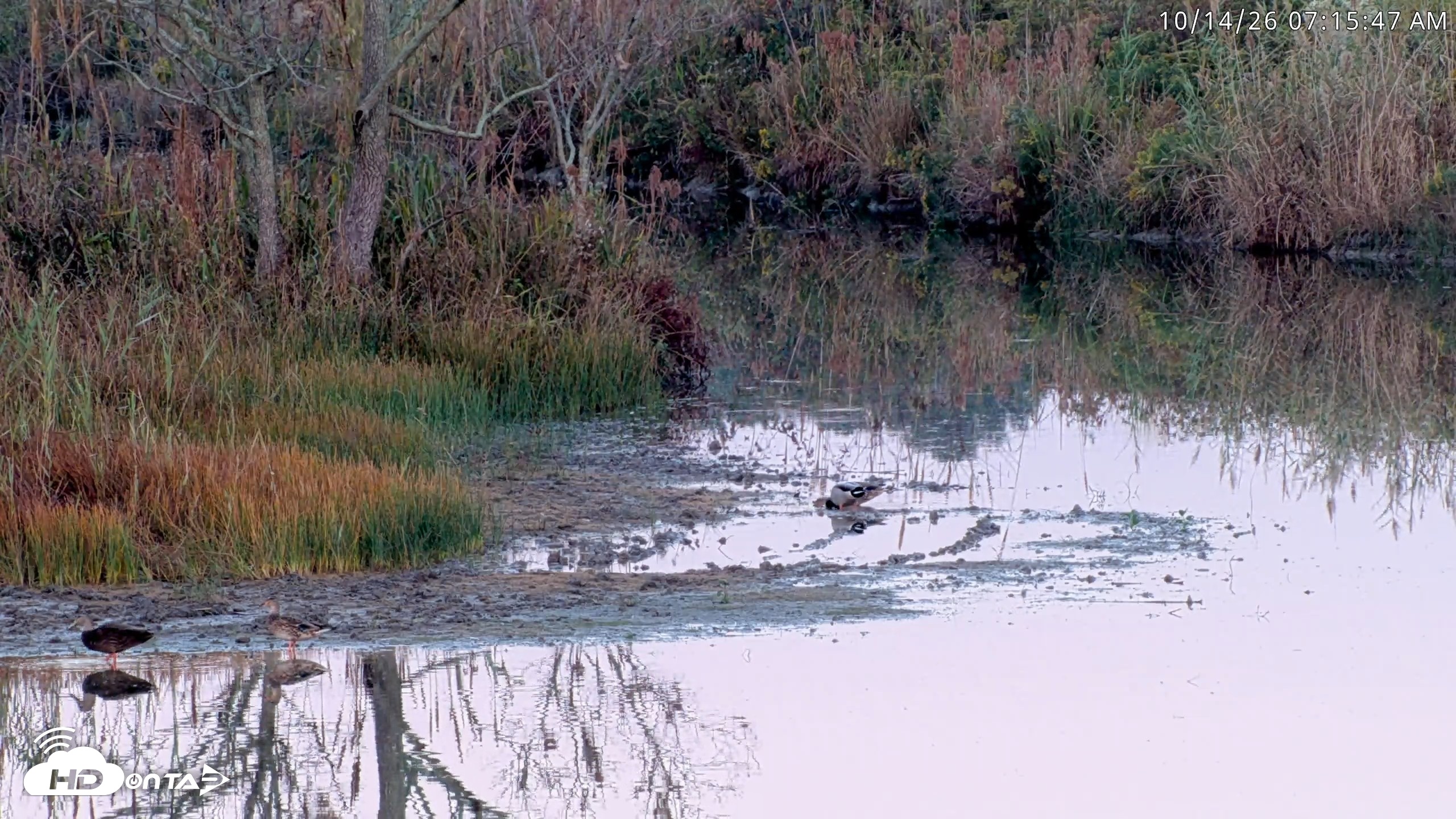 Snapshot of Blackwater Wildlife Refuge Osprey River Platform Live Cam taken Oct 14, 2026, 7:16am EDT