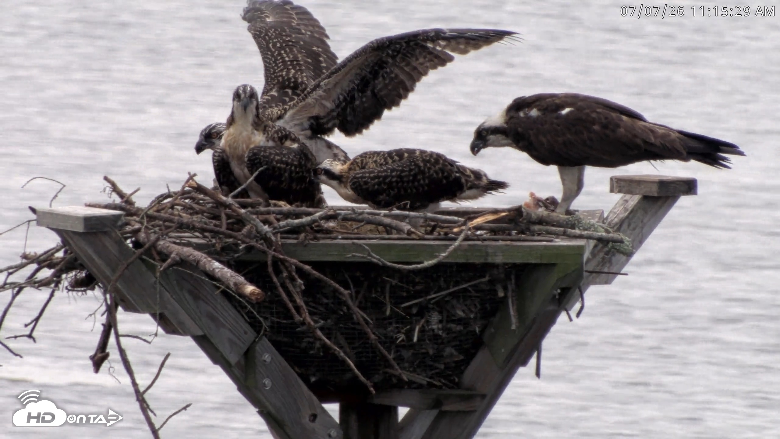 Snapshot of Blackwater Wildlife Refuge Osprey River Platform Live Cam taken Jul 7, 2026, 11:16am EDT