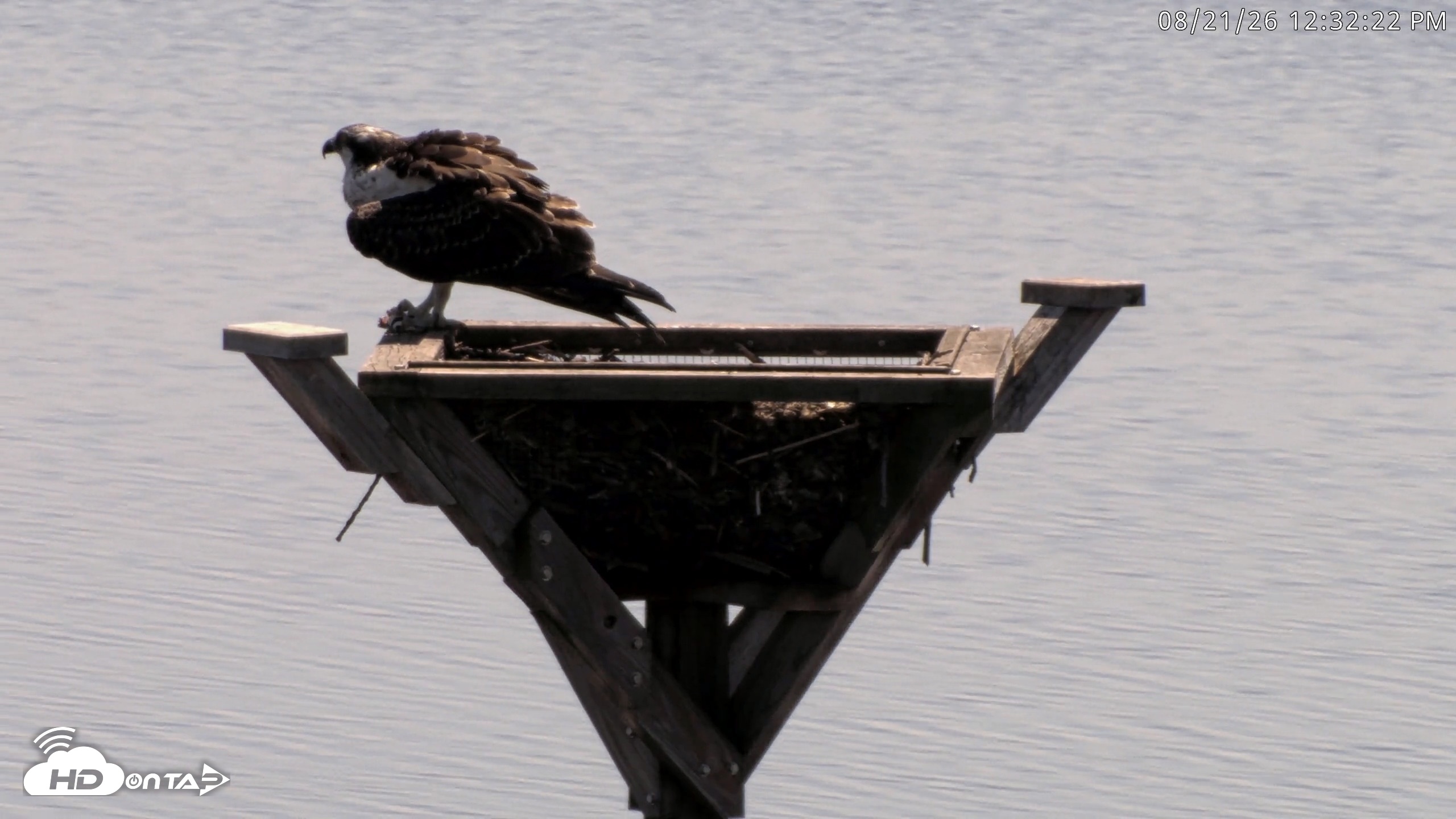 Snapshot of Blackwater Wildlife Refuge Osprey River Platform Live Cam taken Aug 21, 2026, 12:33pm EDT