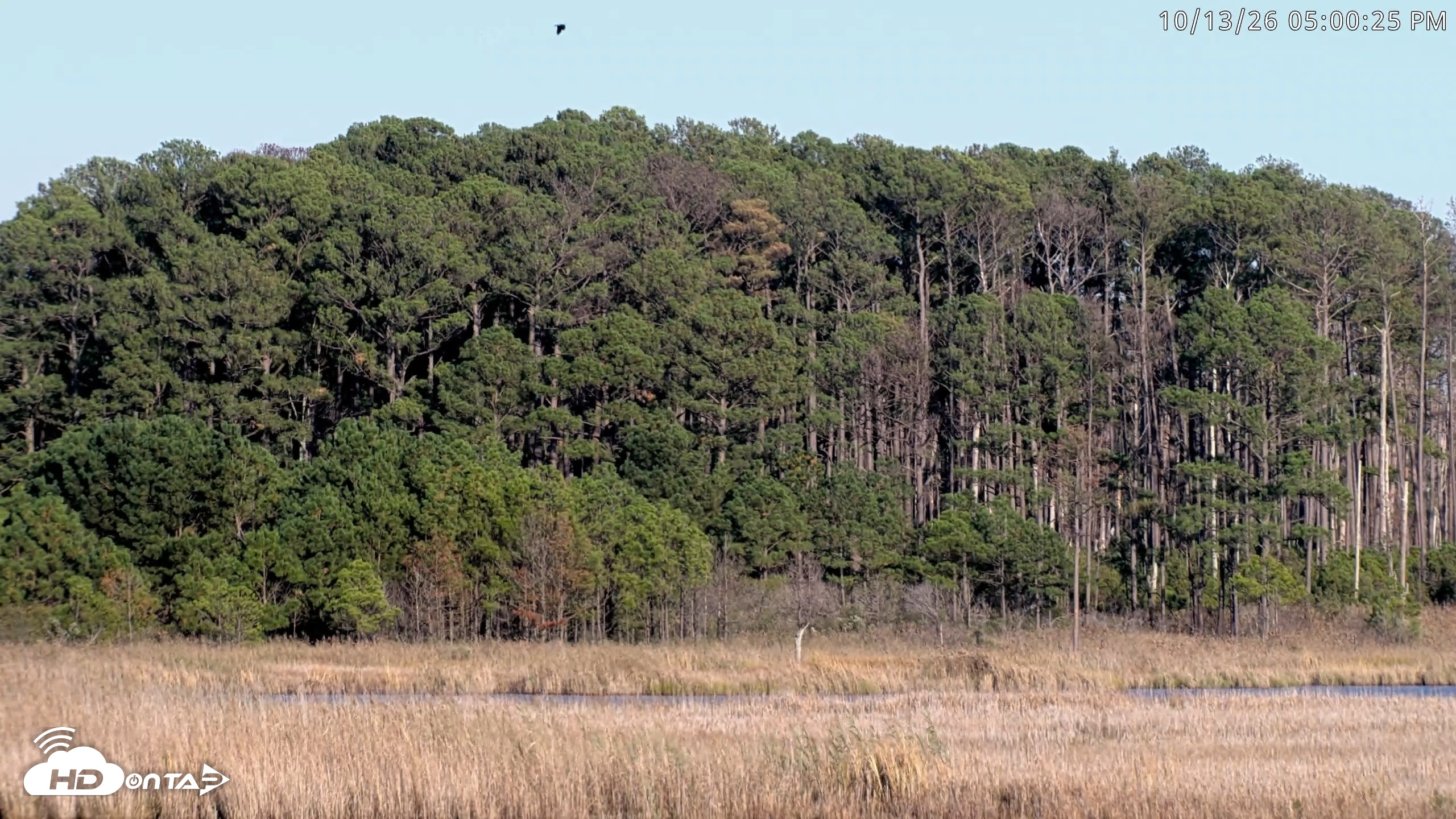 Snapshot of Blackwater Wildlife Refuge Osprey River Platform Live Cam taken Oct 13, 2026, 5:01pm EDT
