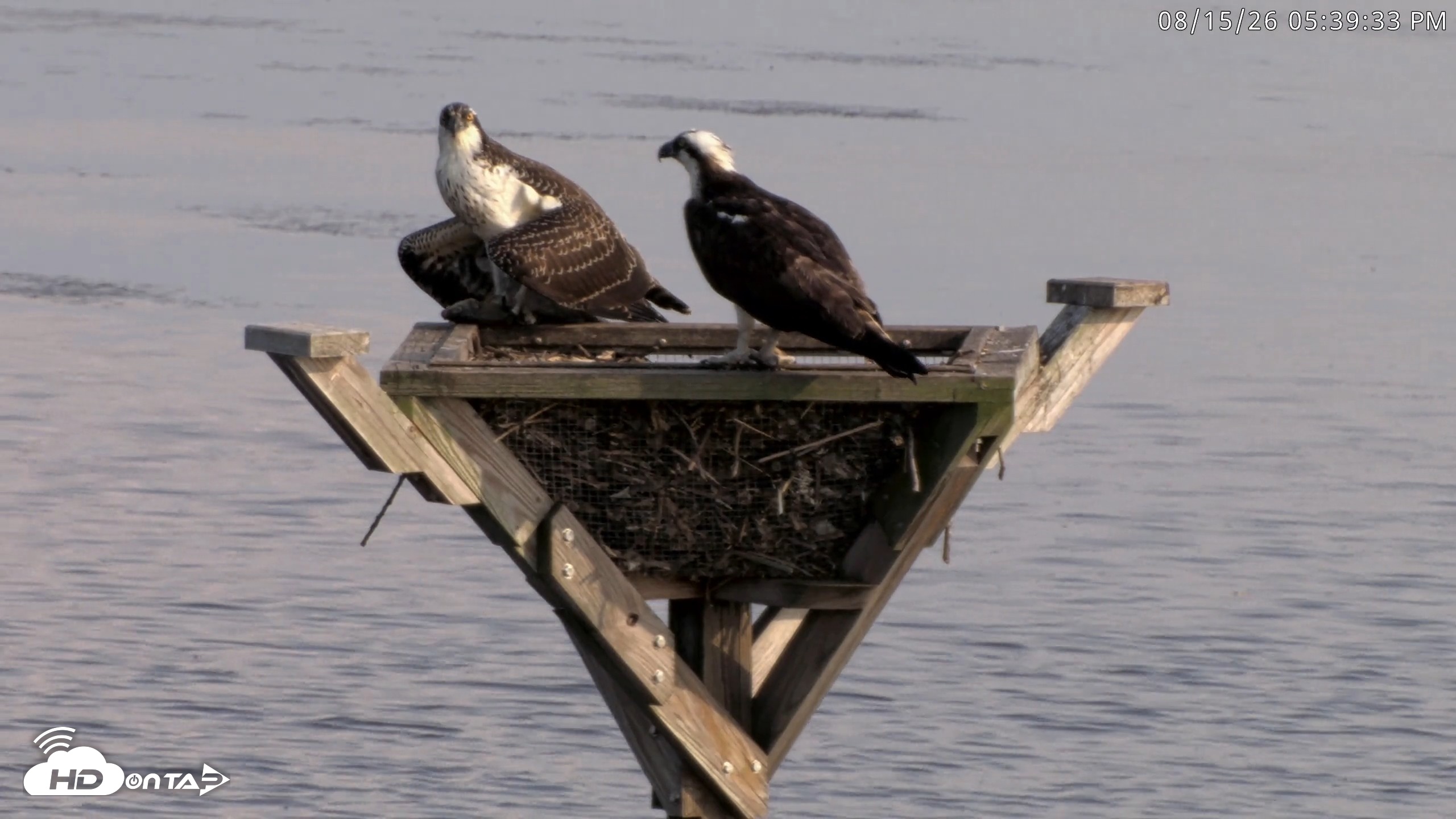 Snapshot of Blackwater Wildlife Refuge Osprey River Platform Live Cam taken Aug 15, 2026, 5:40pm EDT