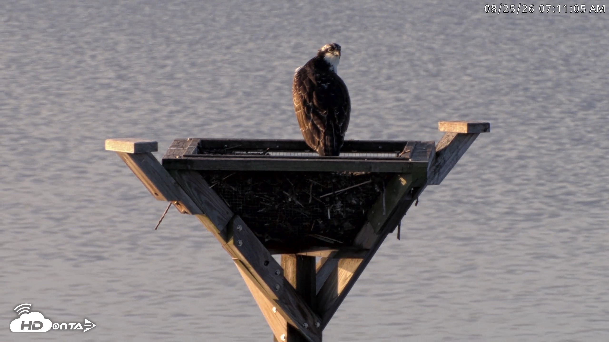 Snapshot of Blackwater Wildlife Refuge Osprey River Platform Live Cam taken Aug 25, 2026, 7:11am EDT