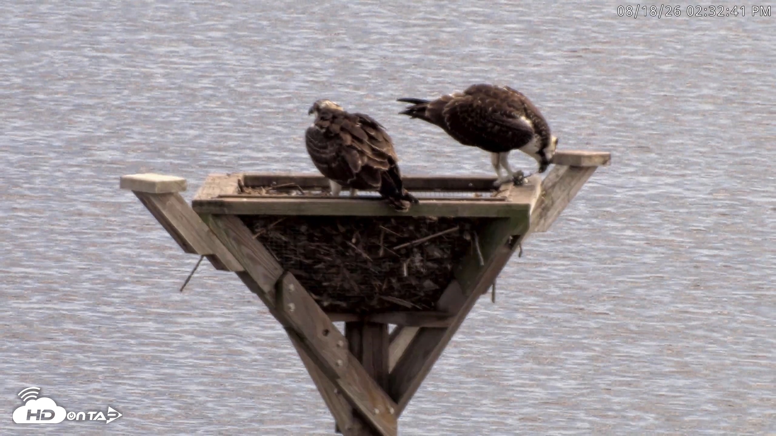Snapshot of Blackwater Wildlife Refuge Osprey River Platform Live Cam taken Aug 18, 2026, 2:33pm EDT