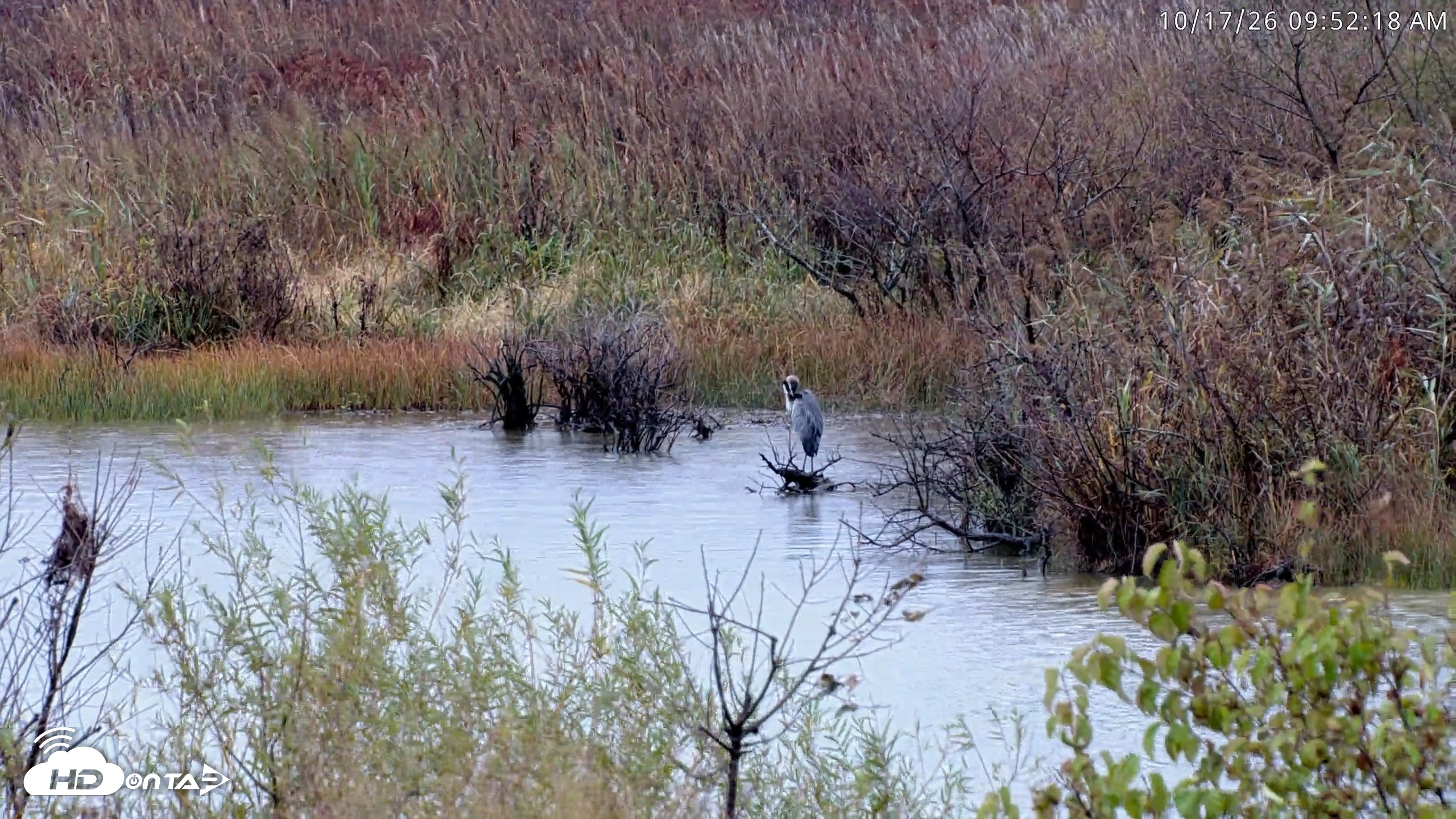 Snapshot of Blackwater Wildlife Refuge Osprey River Platform Live Cam taken Oct 17, 2026, 9:53am EDT