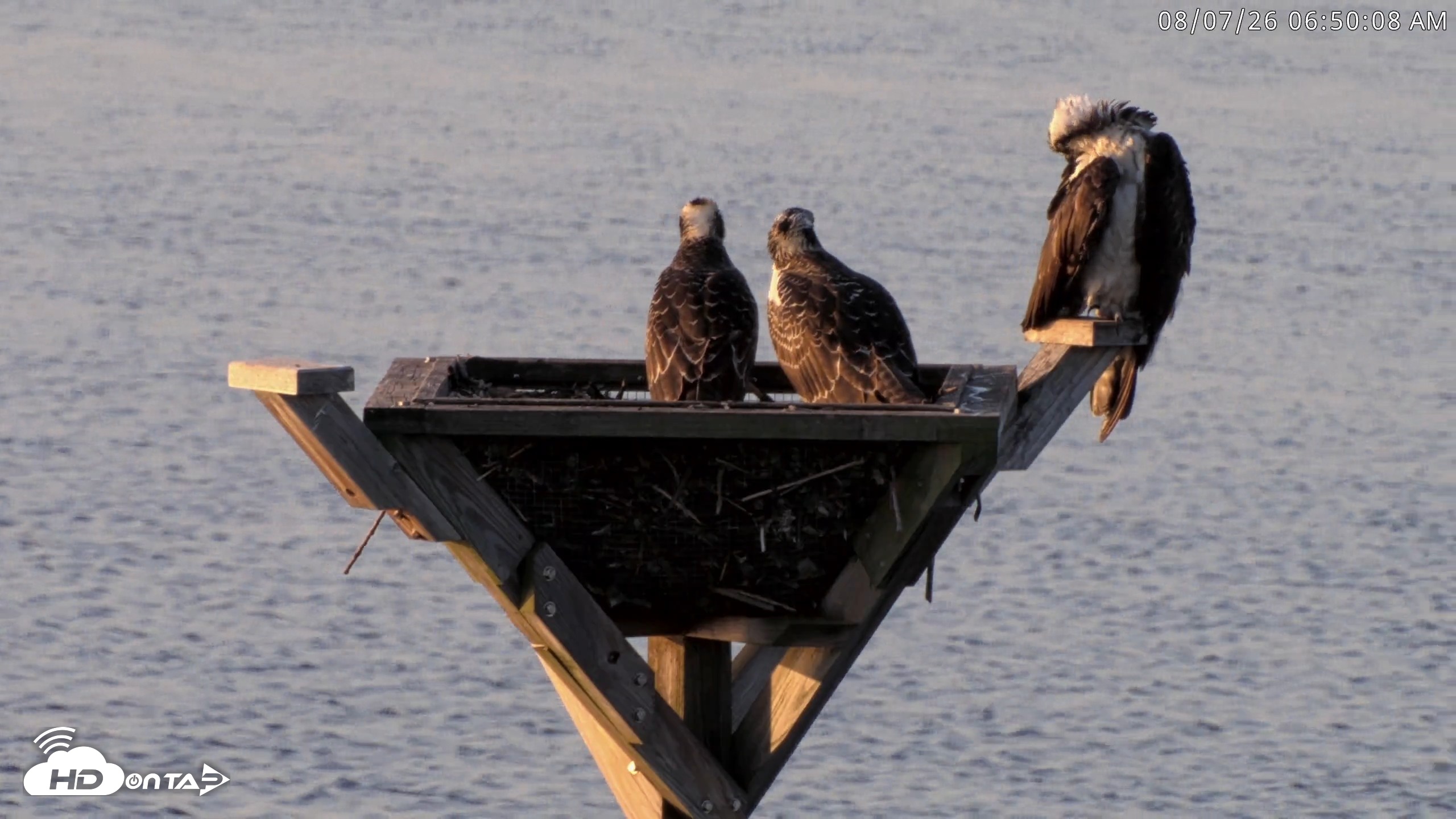 Snapshot of Blackwater Wildlife Refuge Osprey River Platform Live Cam taken Aug 7, 2026, 6:50am EDT