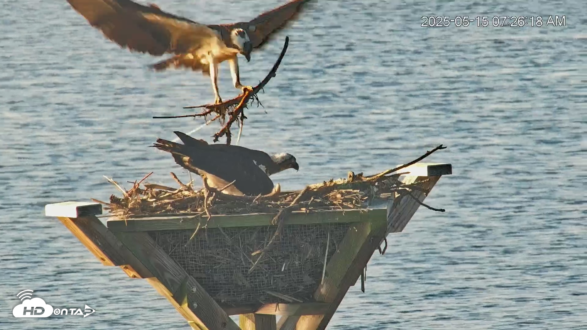 Snapshot of Blackwater Wildlife Refuge Osprey River Platform Live Cam taken May 15, 2025, 7:27am EDT