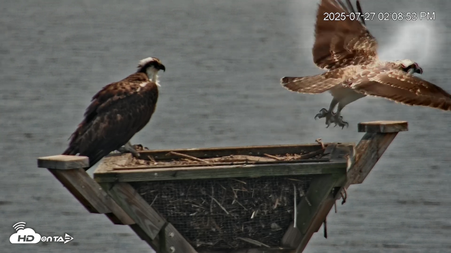 Snapshot of Blackwater Wildlife Refuge Osprey River Platform Live Cam taken Jul 27, 2025, 2:10pm EDT