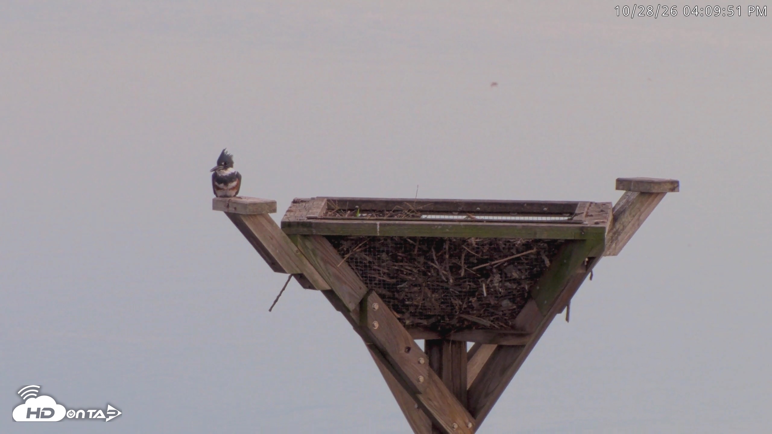 Snapshot of Blackwater Wildlife Refuge Osprey River Platform Live Cam taken Oct 28, 2026, 4:10pm EDT