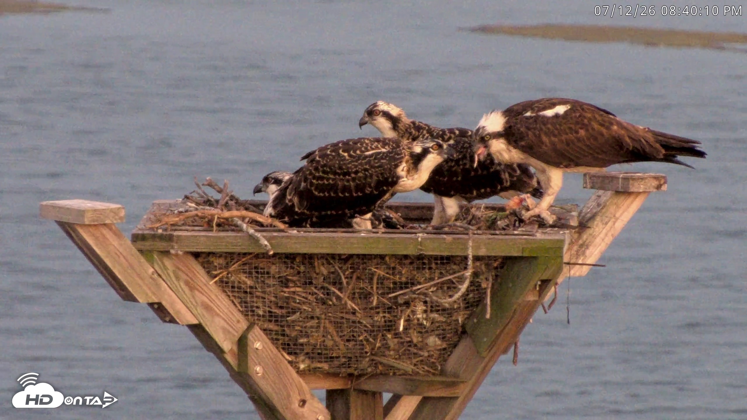 Snapshot of Blackwater Wildlife Refuge Osprey River Platform Live Cam taken Jul 12, 2026, 8:40pm EDT