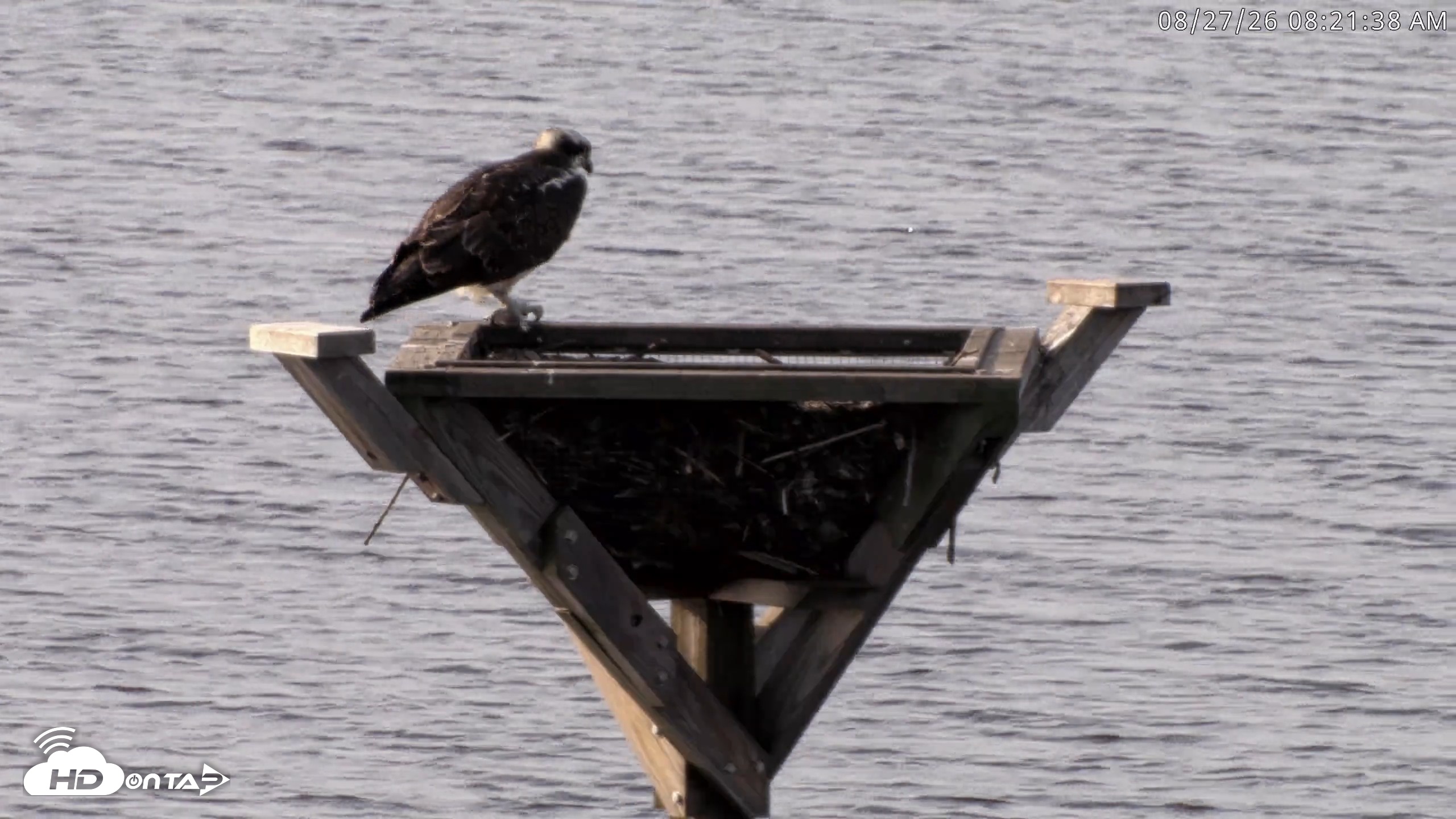 Snapshot of Blackwater Wildlife Refuge Osprey River Platform Live Cam taken Aug 27, 2026, 8:22am EDT