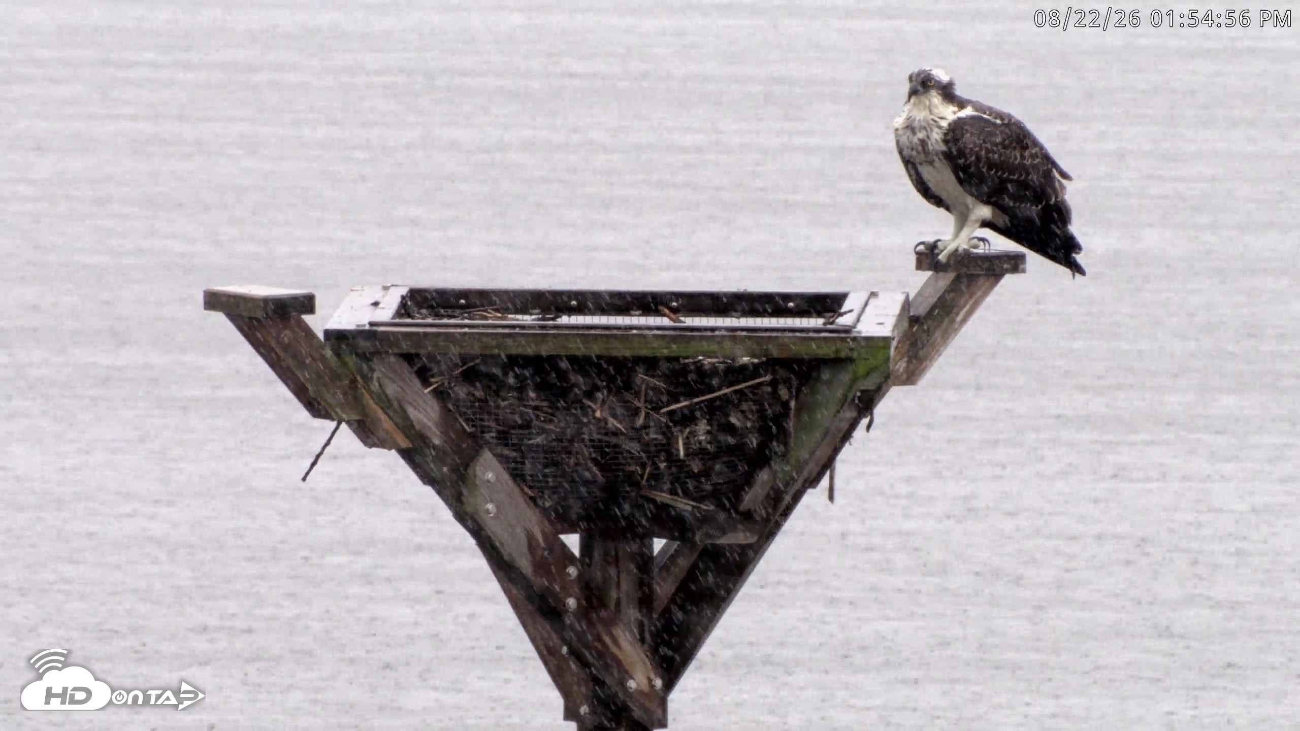 Snapshot of Blackwater Wildlife Refuge Osprey River Platform Live Cam taken Aug 22, 2026, 1:56pm EDT