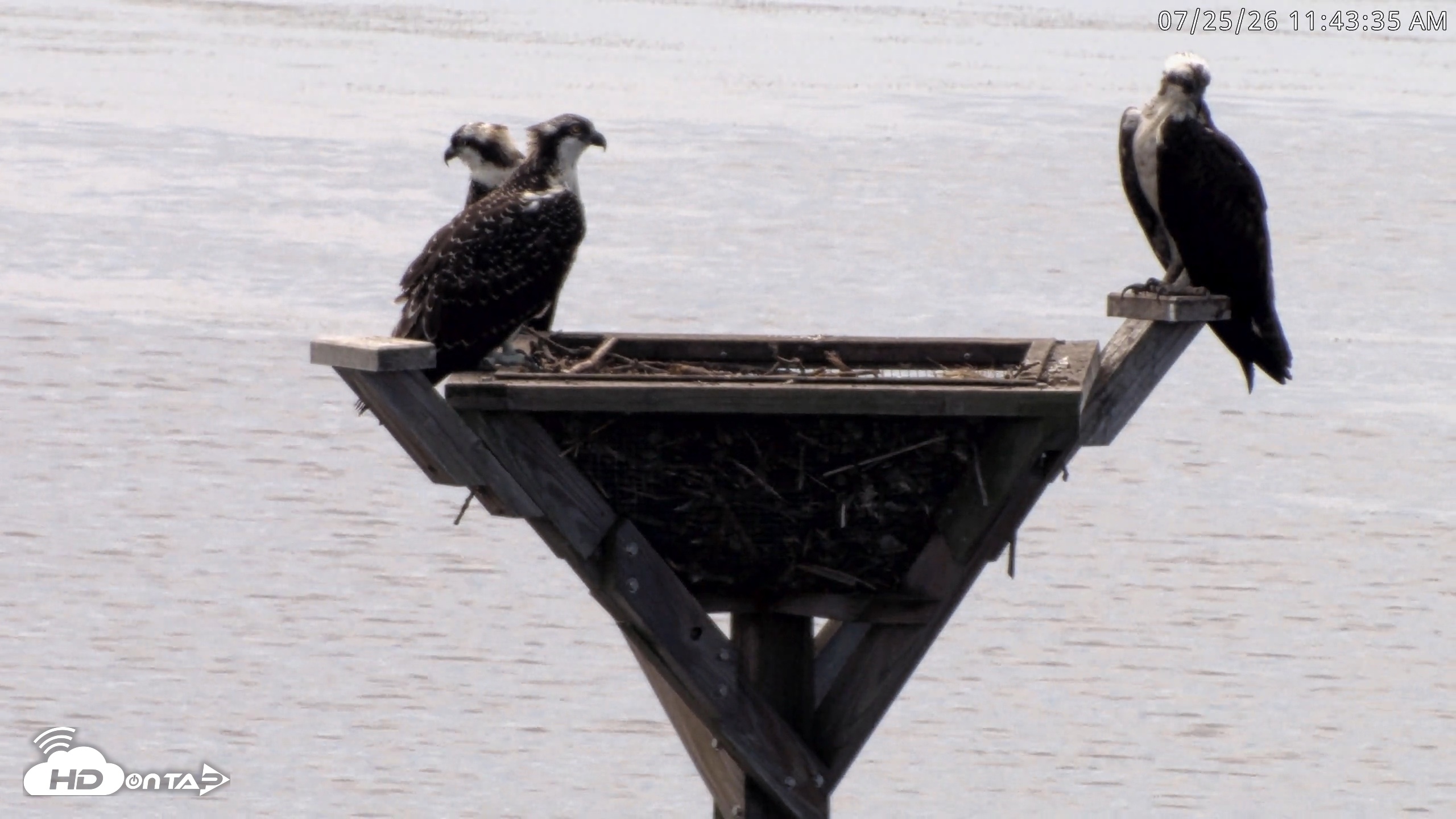 Snapshot of Blackwater Wildlife Refuge Osprey River Platform Live Cam taken Jul 25, 2026, 11:44am EDT