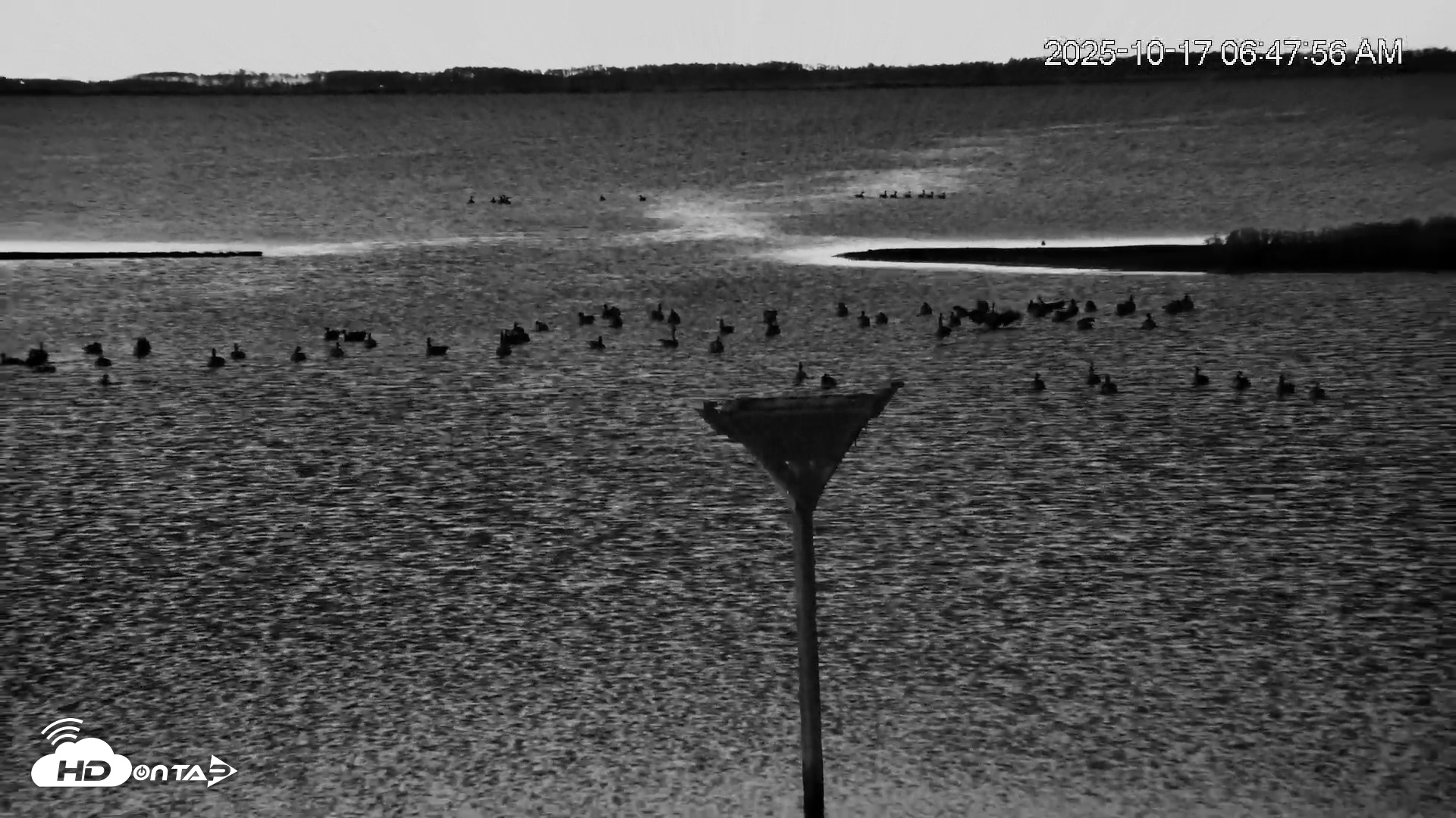 Snapshot of Blackwater Wildlife Refuge Osprey River Platform Live Cam taken Oct 17, 2025, 6:48am EDT