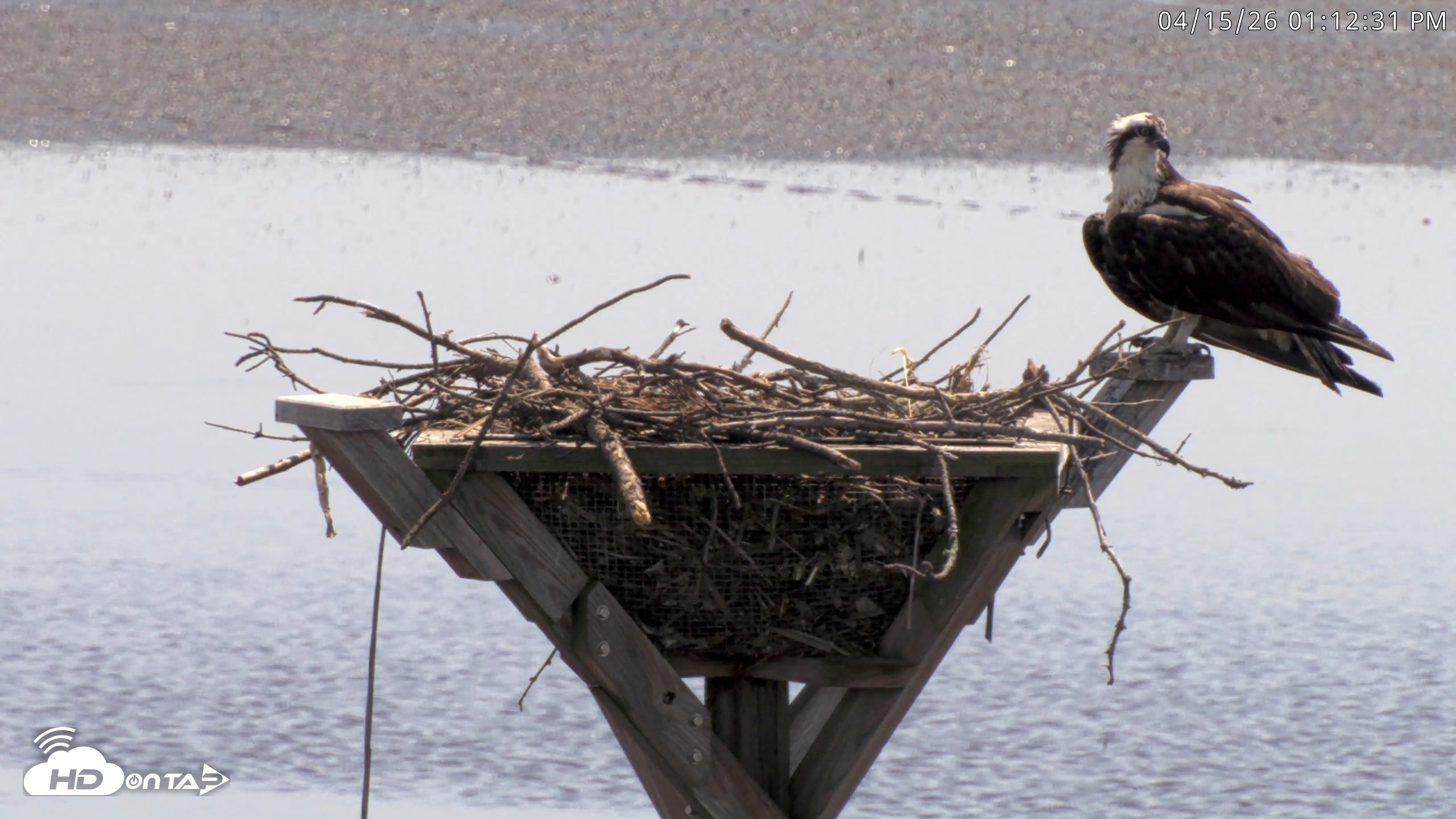 Snapshot of Blackwater Wildlife Refuge Osprey River Platform Live Cam taken Apr 15, 2026, 1:13pm EDT