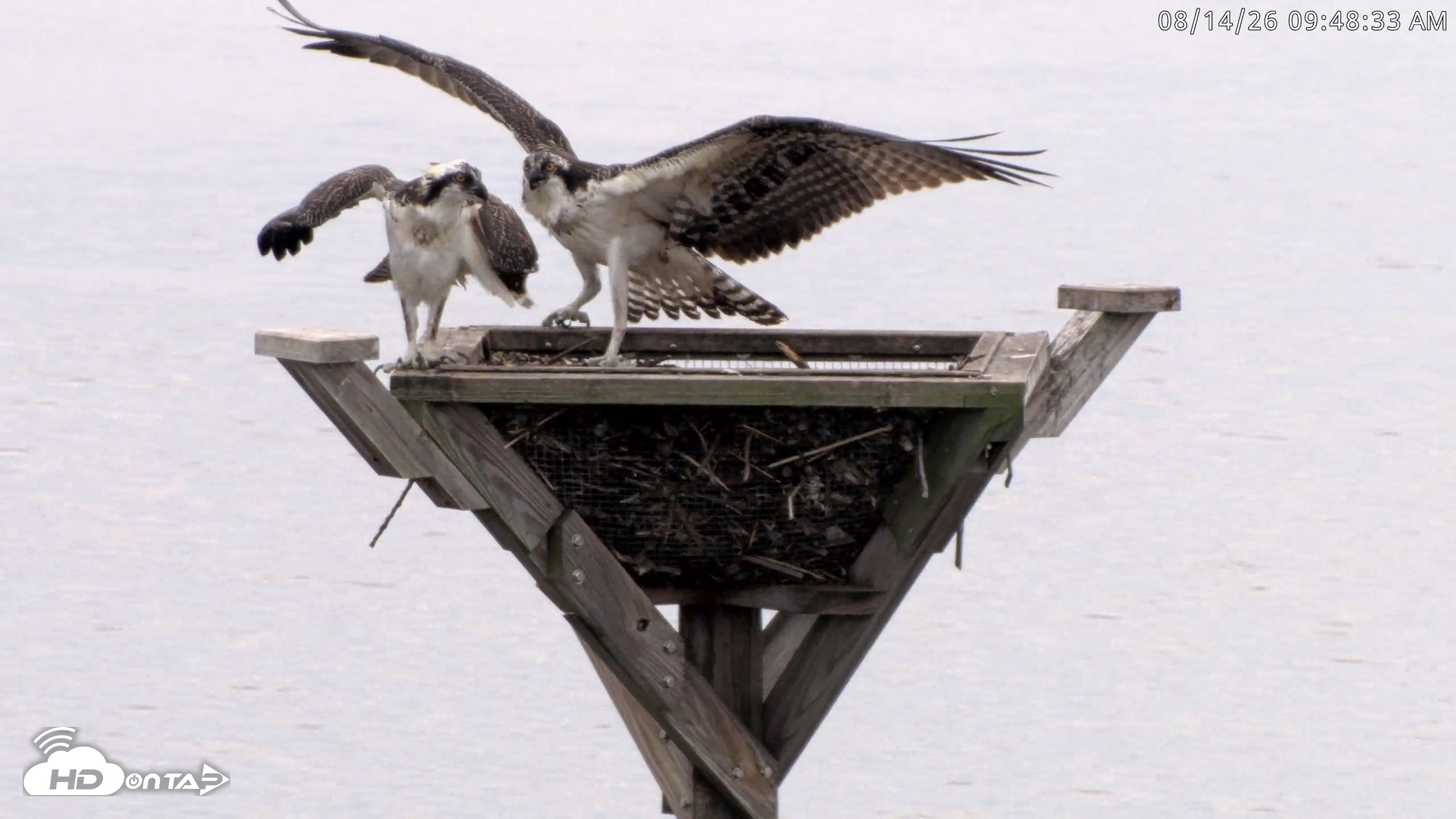 Snapshot of Blackwater Wildlife Refuge Osprey River Platform Live Cam taken Aug 14, 2026, 9:49am EDT