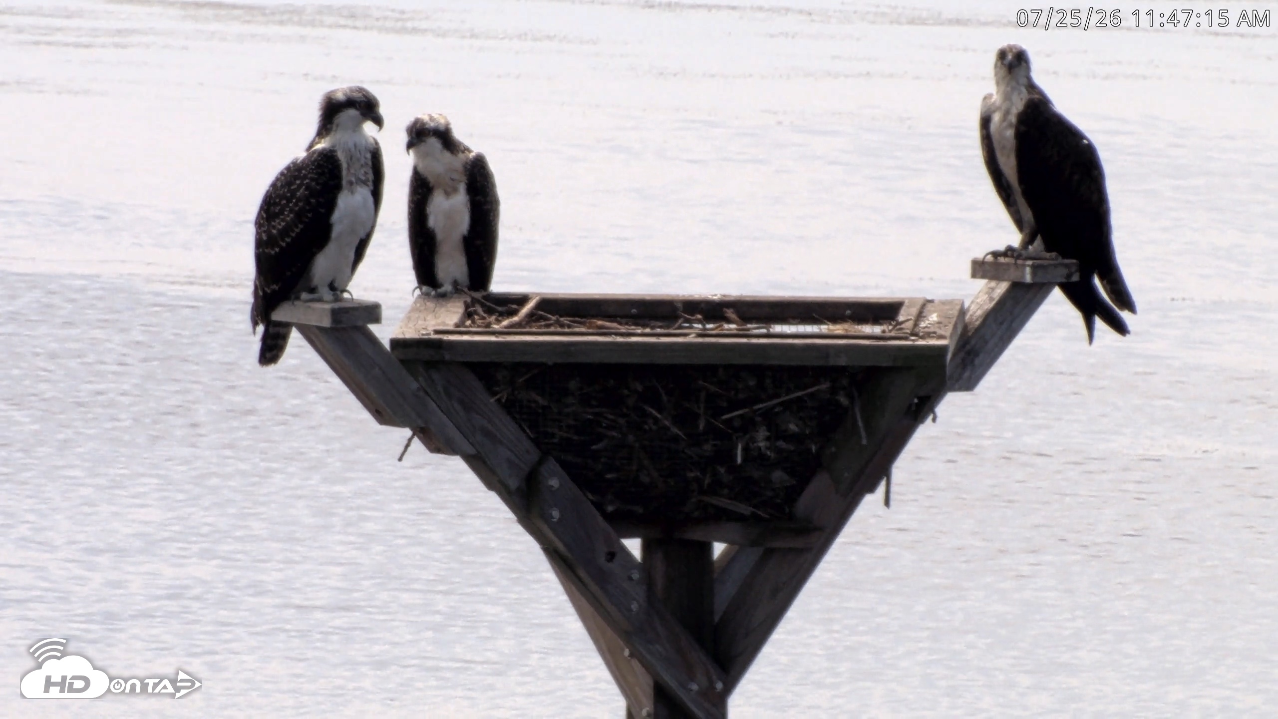 Snapshot of Blackwater Wildlife Refuge Osprey River Platform Live Cam taken Jul 25, 2026, 11:47am EDT