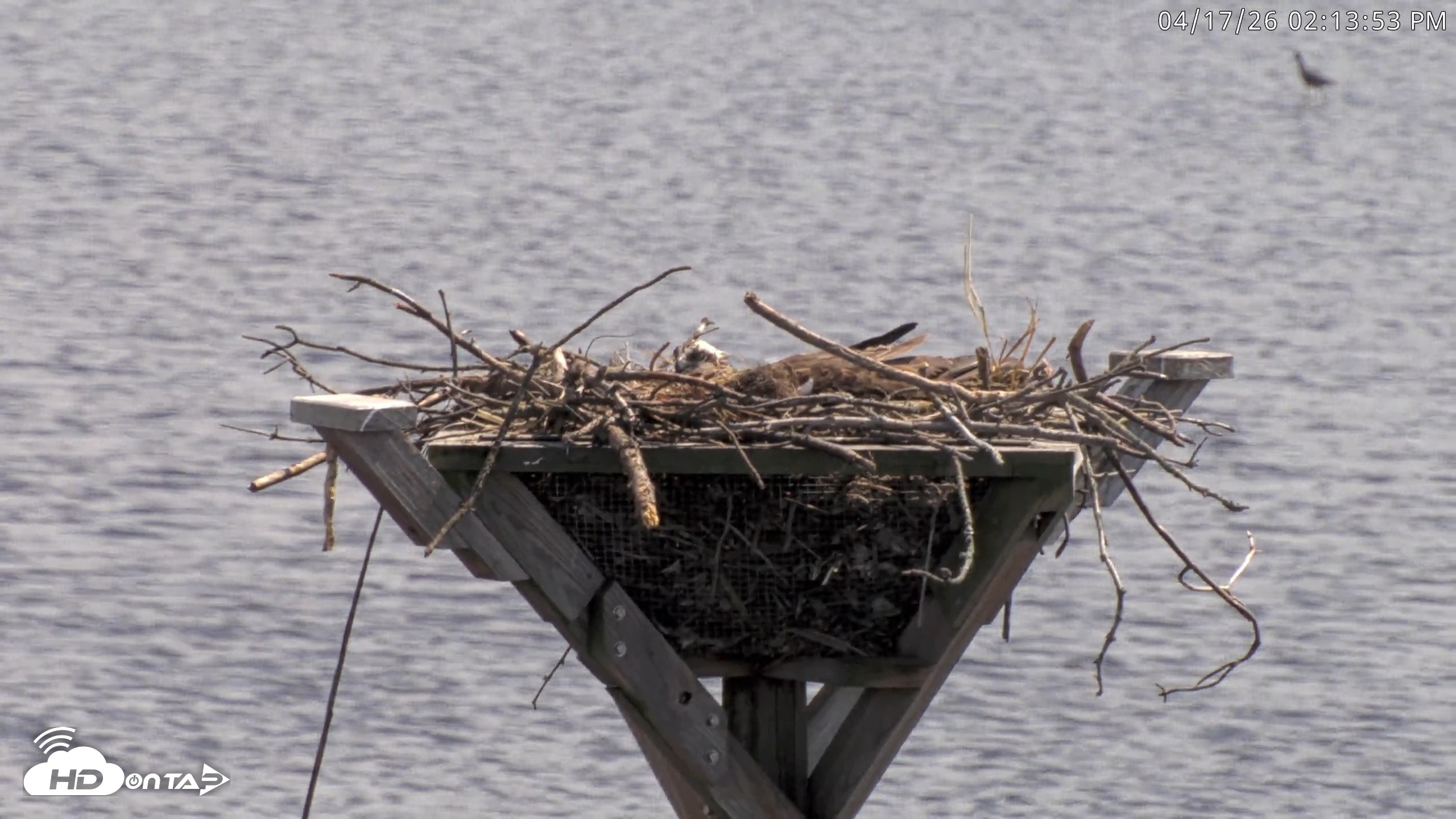 Snapshot of Blackwater Wildlife Refuge Osprey River Platform Live Cam taken Apr 17, 2026, 2:15pm EDT