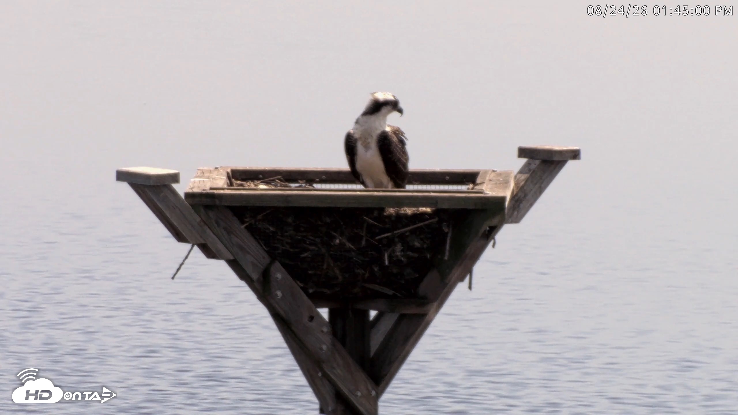 Snapshot of Blackwater Wildlife Refuge Osprey River Platform Live Cam taken Aug 24, 2026, 1:45pm EDT