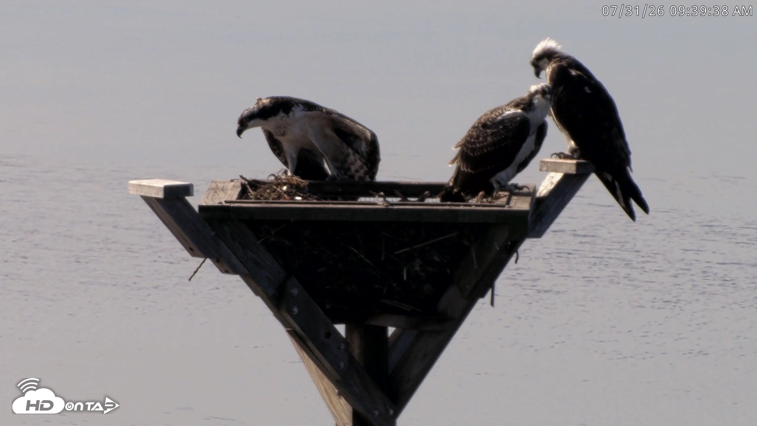 Snapshot of Blackwater Wildlife Refuge Osprey River Platform Live Cam taken Jul 31, 2026, 9:40am EDT