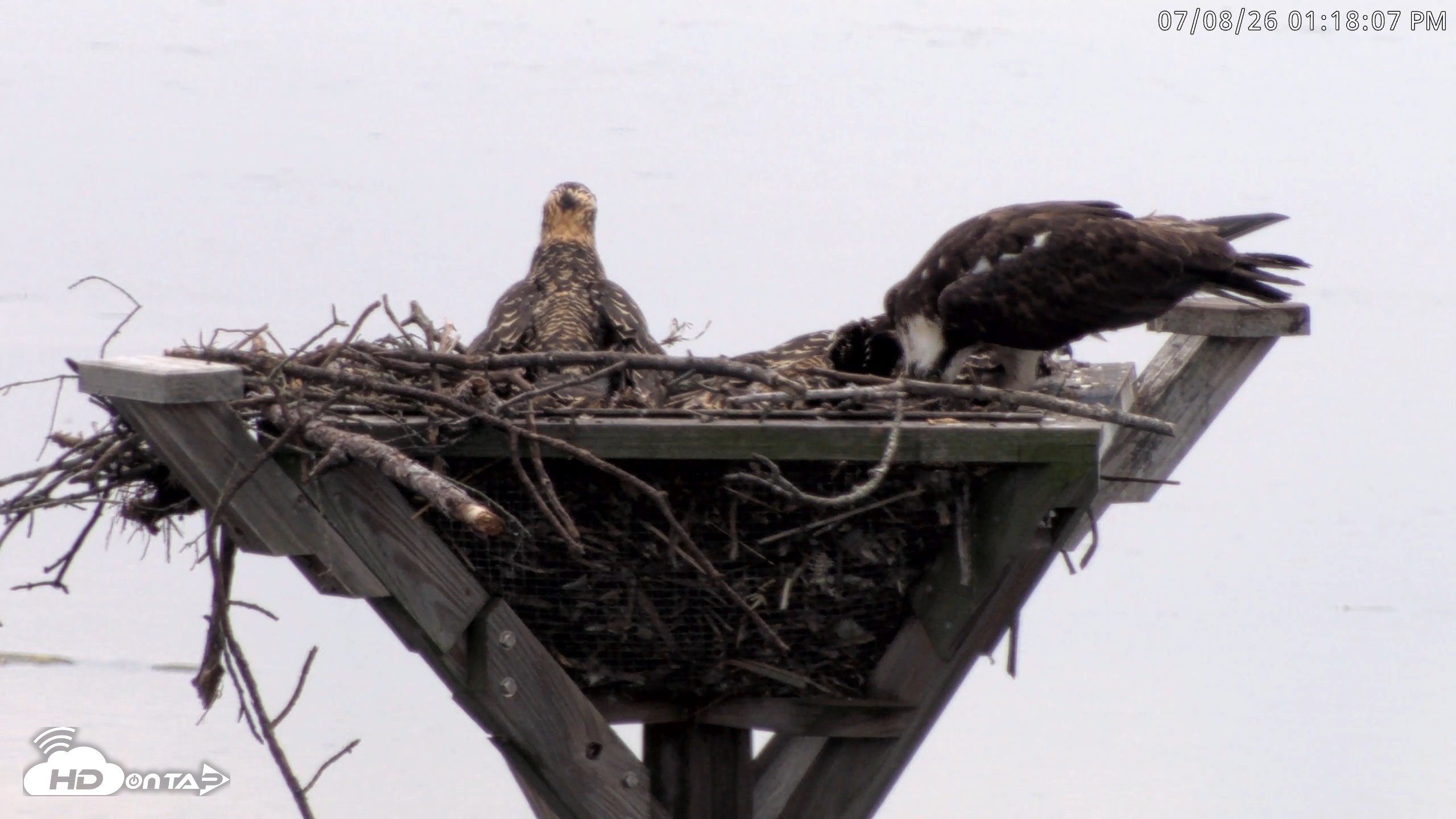Snapshot of Blackwater Wildlife Refuge Osprey River Platform Live Cam taken Jul 8, 2026, 1:18pm EDT