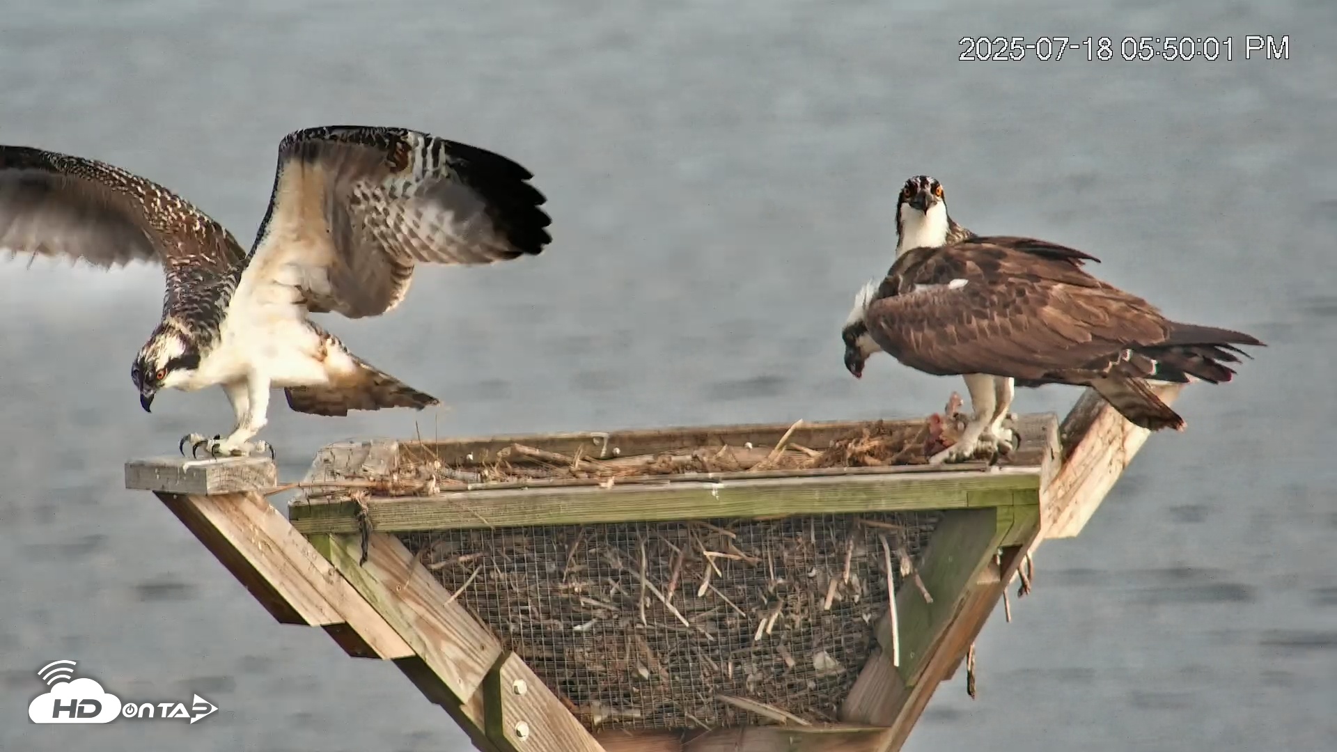 Snapshot of Blackwater Wildlife Refuge Osprey River Platform Live Cam taken Jul 18, 2025, 5:51pm EDT