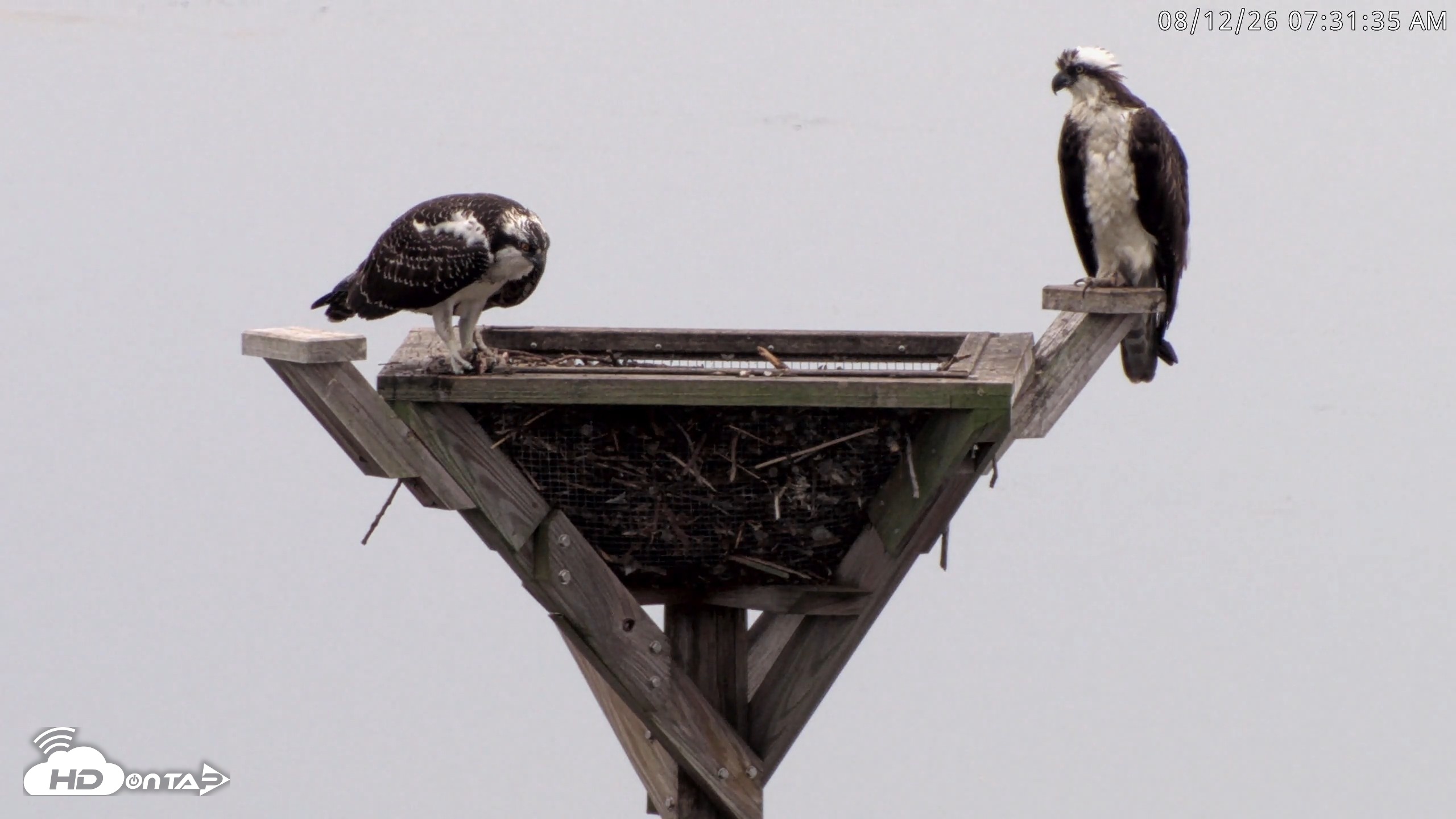 Snapshot of Blackwater Wildlife Refuge Osprey River Platform Live Cam taken Aug 12, 2026, 7:32am EDT