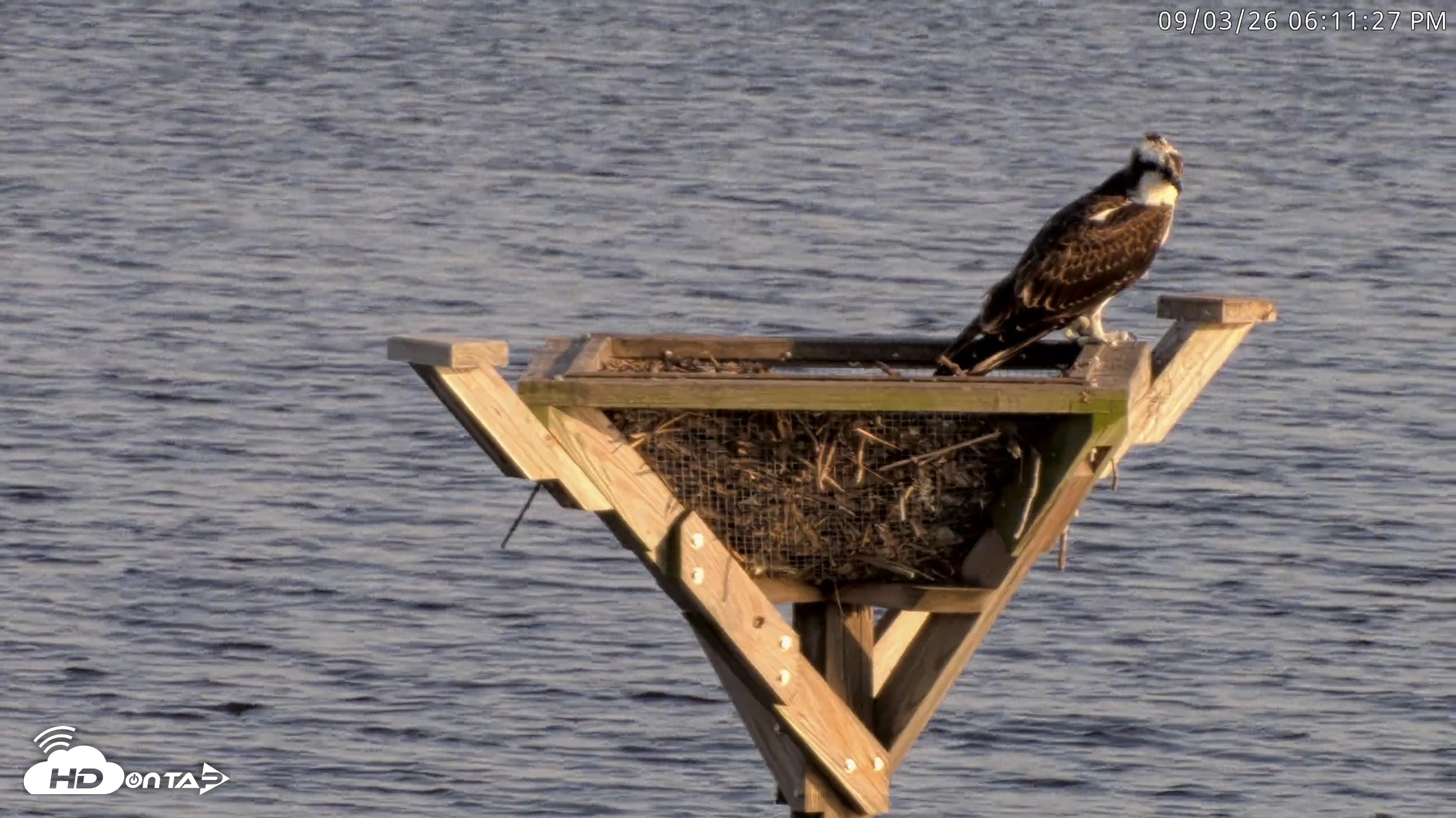 Snapshot of Blackwater Wildlife Refuge Osprey River Platform Live Cam taken Sep 3, 2026, 6:12pm EDT
