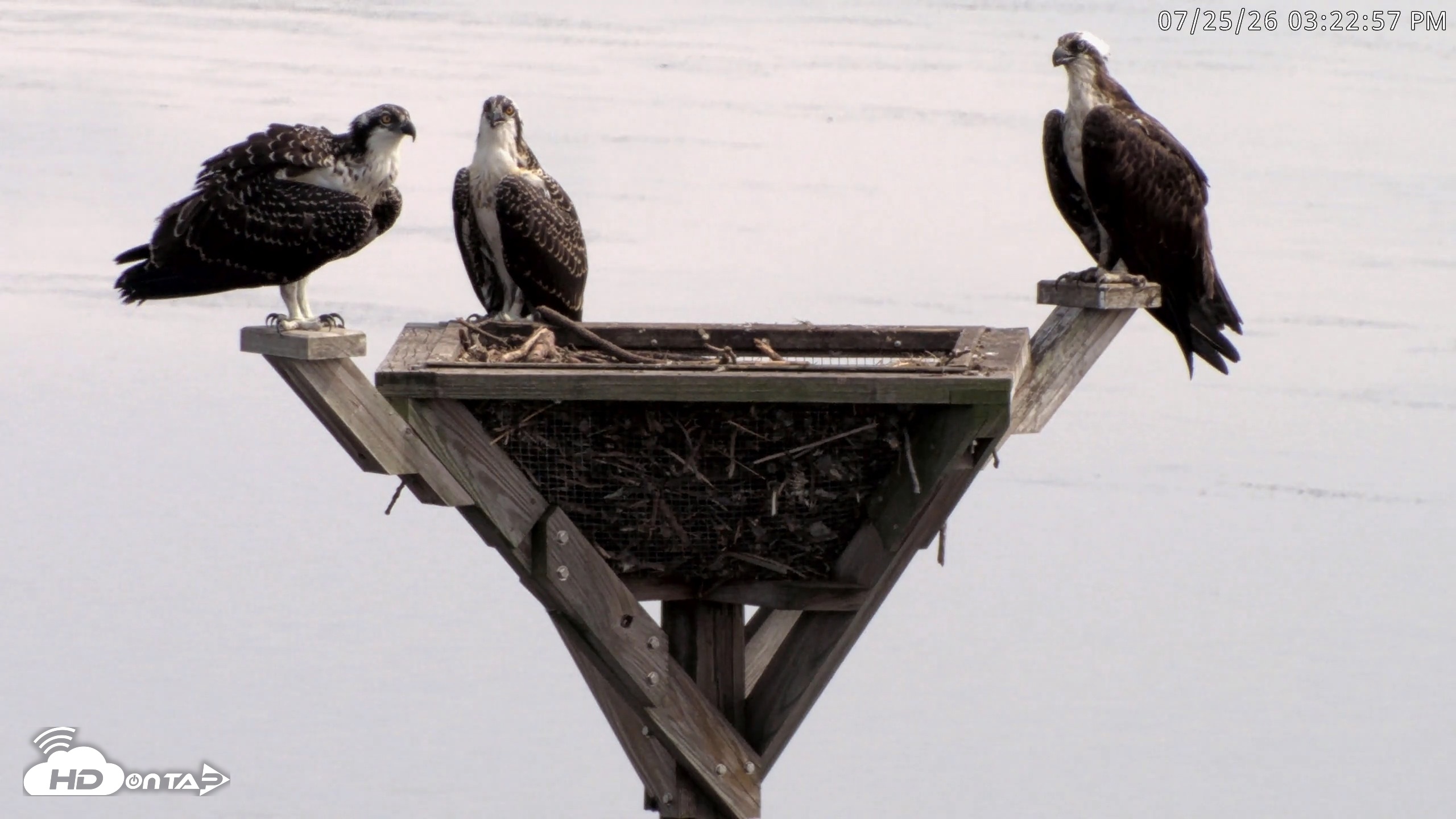Snapshot of Blackwater Wildlife Refuge Osprey River Platform Live Cam taken Jul 25, 2026, 3:23pm EDT