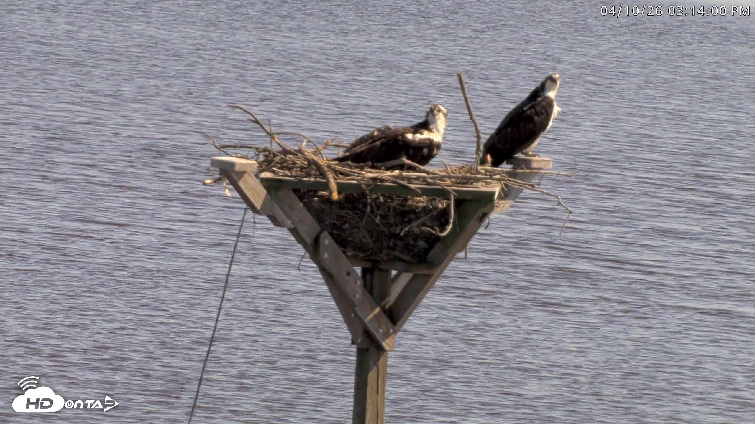 Snapshot of Blackwater Wildlife Refuge Osprey River Platform Live Cam taken Apr 10, 2026, 3:14pm EDT