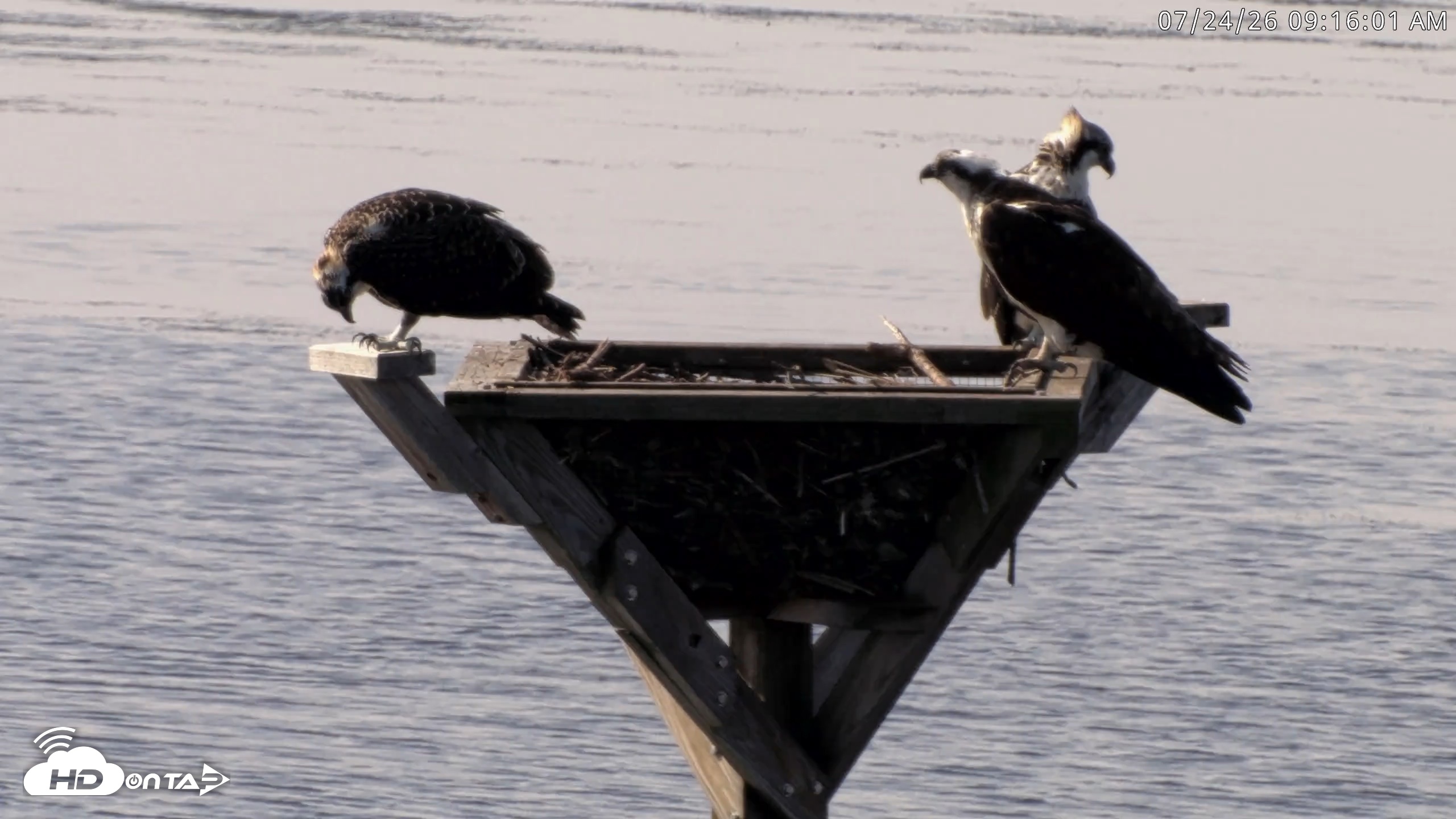 Snapshot of Blackwater Wildlife Refuge Osprey River Platform Live Cam taken Jul 24, 2026, 9:16am EDT