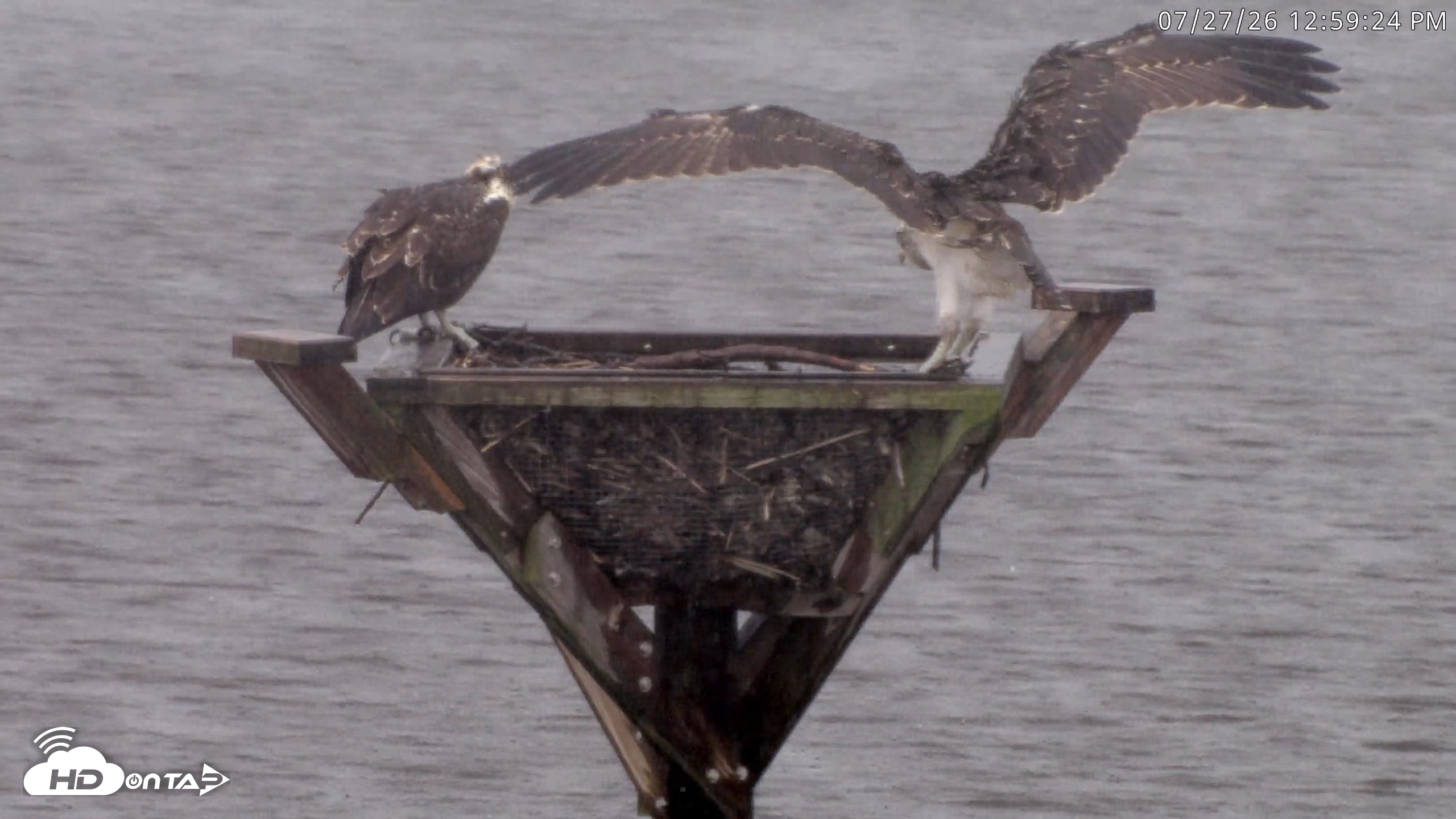 Snapshot of Blackwater Wildlife Refuge Osprey River Platform Live Cam taken Jul 27, 2026, 1:00pm EDT