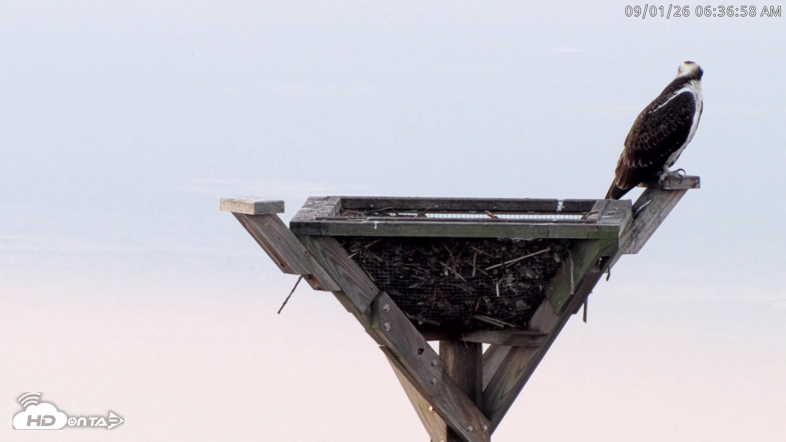 Snapshot of Blackwater Wildlife Refuge Osprey River Platform Live Cam taken Sep 1, 2026, 6:37am EDT