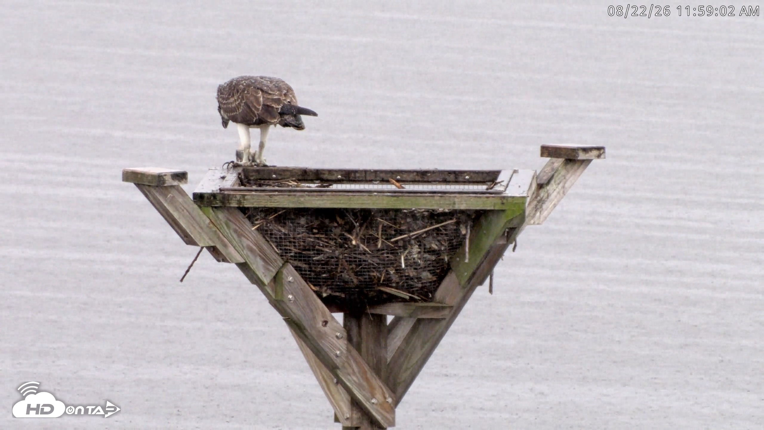 Snapshot of Blackwater Wildlife Refuge Osprey River Platform Live Cam taken Aug 22, 2026, 12:00pm EDT